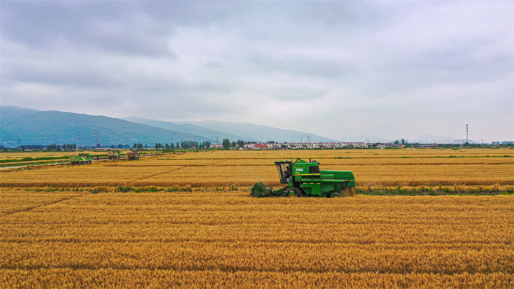 20230605 开镰了！云台夏粮抢收拉开帷幕 (3).jpg