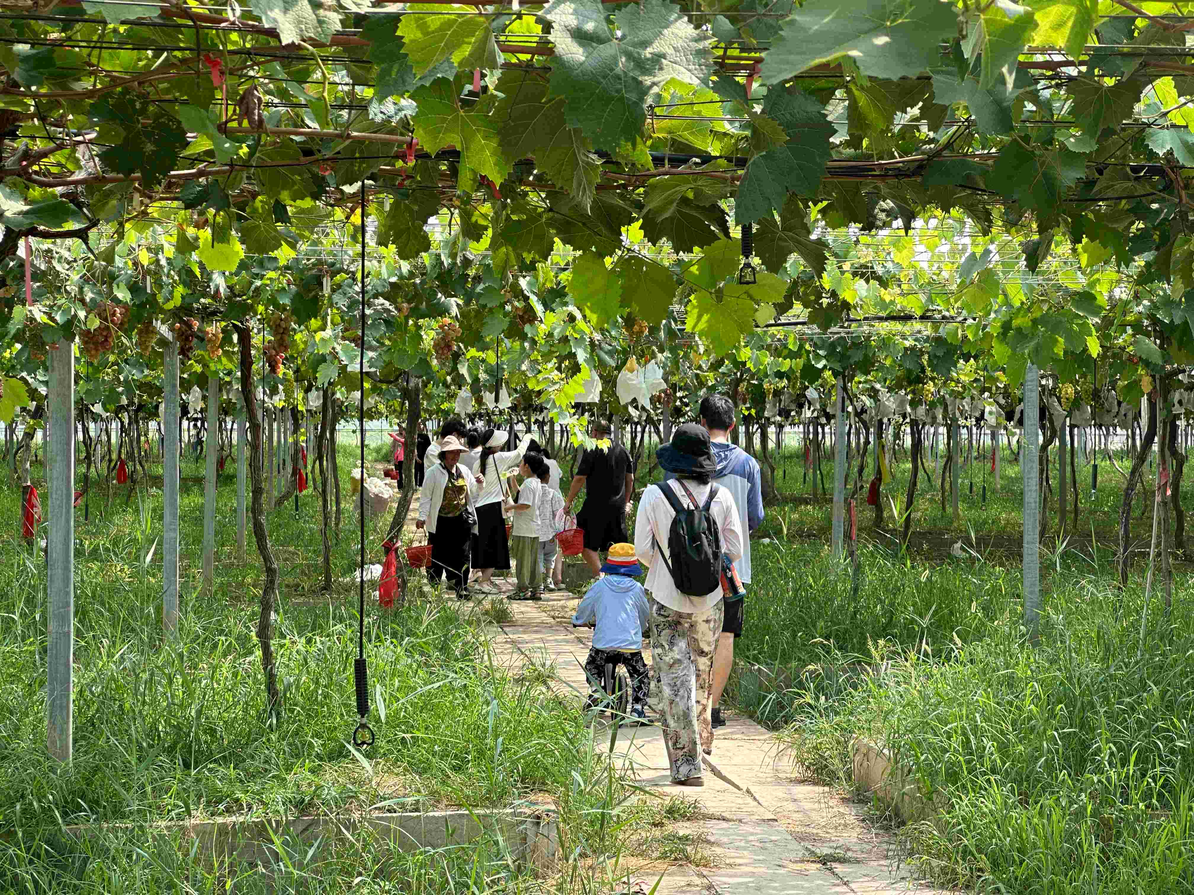 20240821 云水湾携手连工惠“萄”你开心 (2)(1).jpg