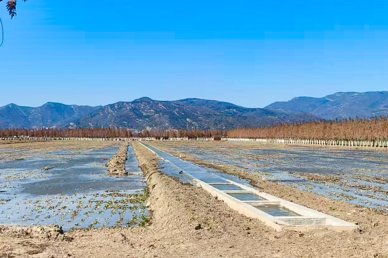 20250206 云台积极应对低温天气，为油菜穿上“防寒衣”.jpg