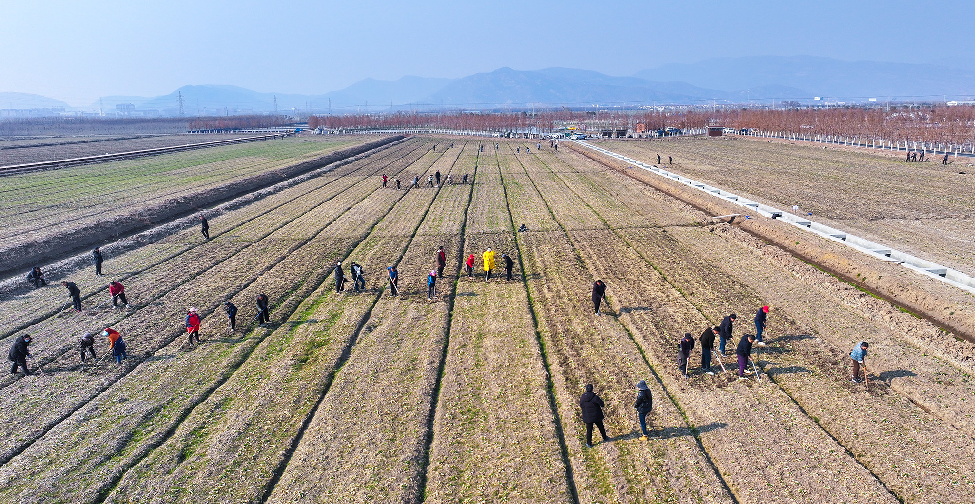 1740615345691824.jpg 20250226 云台:春回大地 油菜田管护正当时 (1).JPG