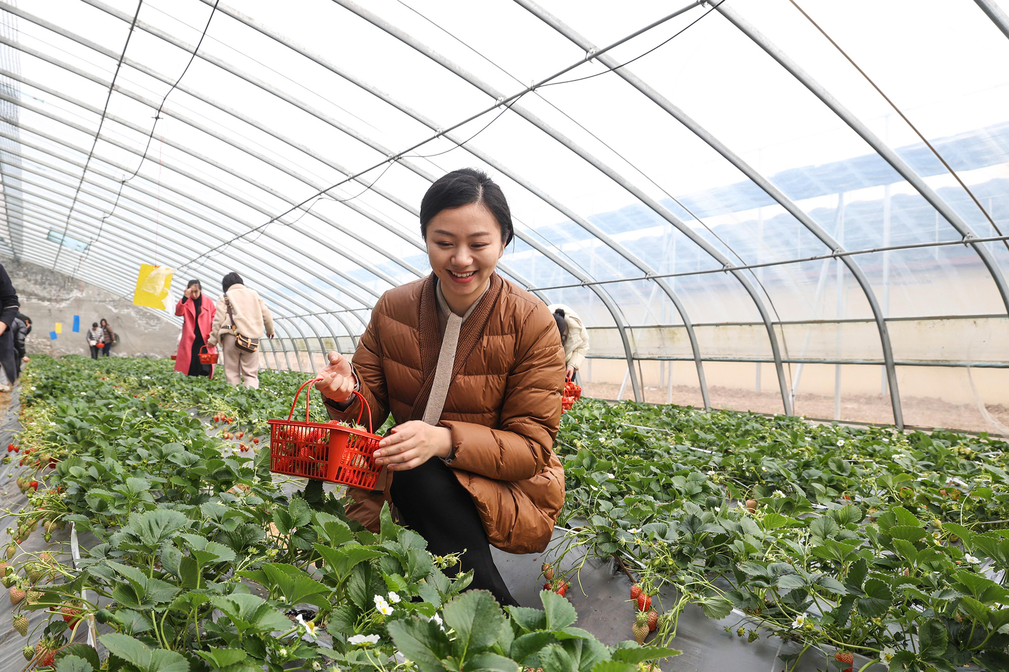 20250313 春日里，来云台体验“莓”好时光 (2).JPG