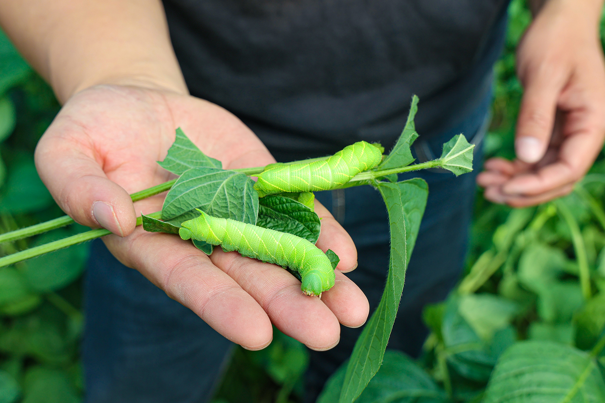 20250503 小豆丹育成大产业 (2).JPG