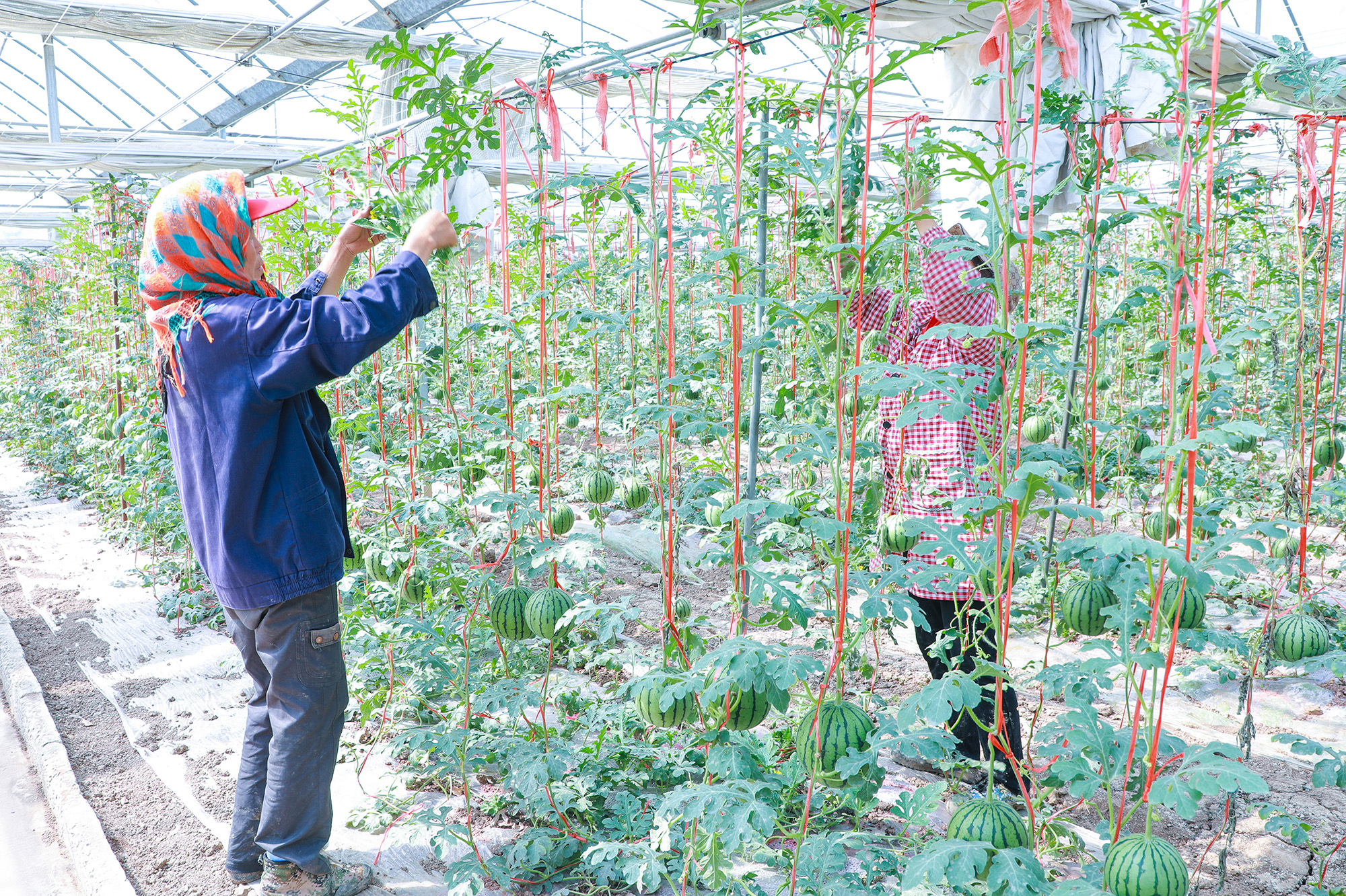 20250507 云台农场吊蔓西瓜喜迎丰收.JPG