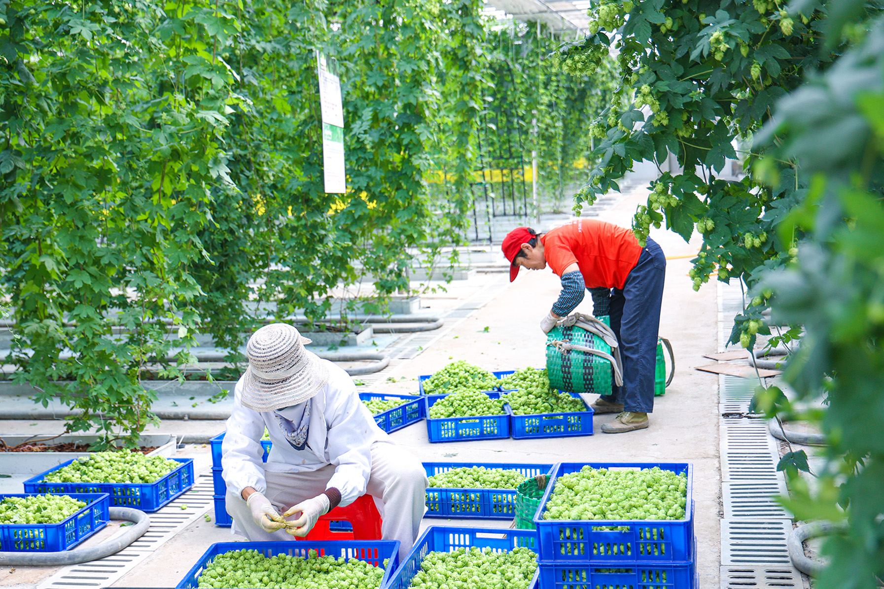 20250515 无土栽培啤酒花迎来丰收季 (4).JPG