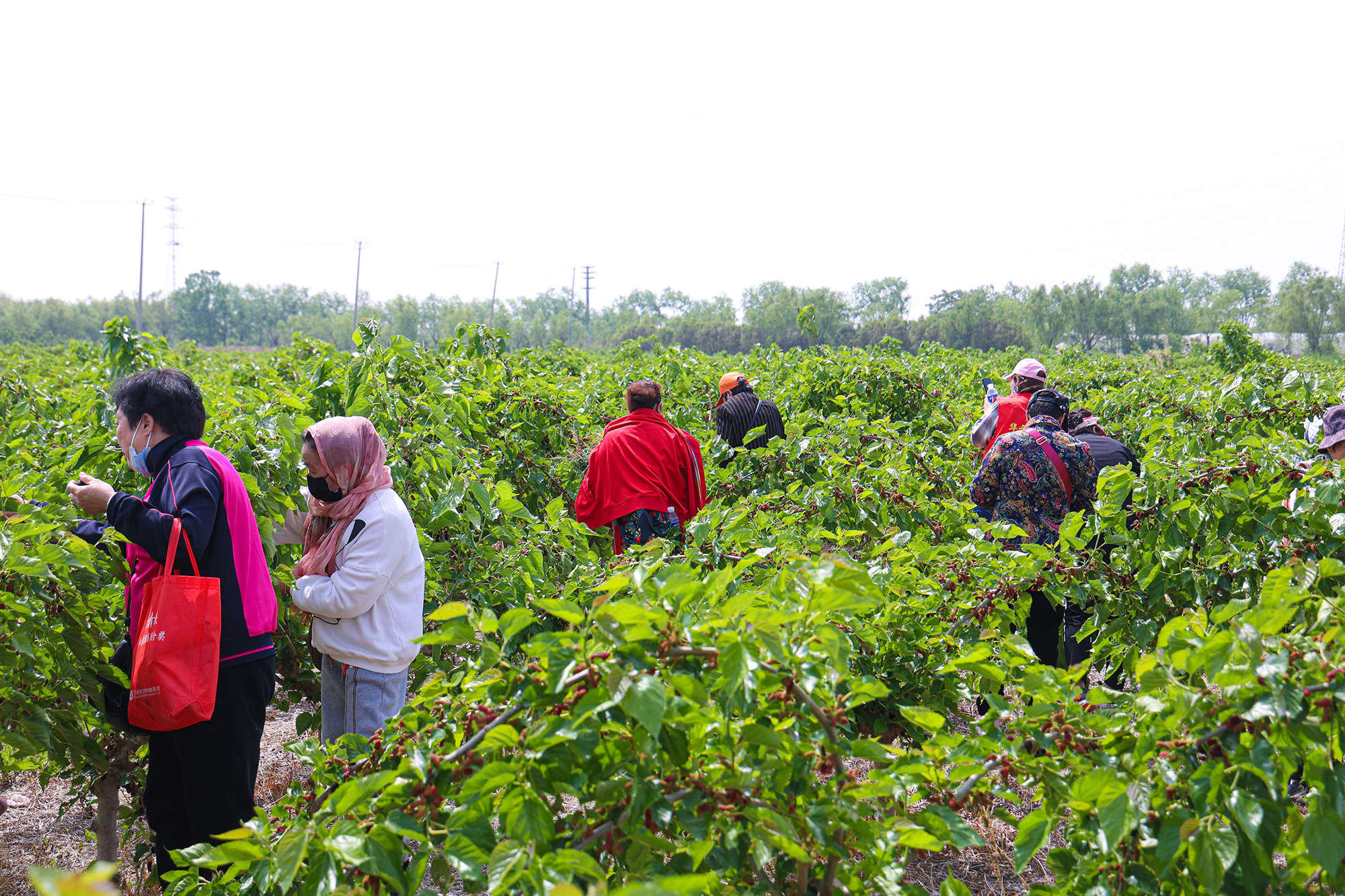 20250516 从“一棵树”到“全产业”的转身 (1).JPG