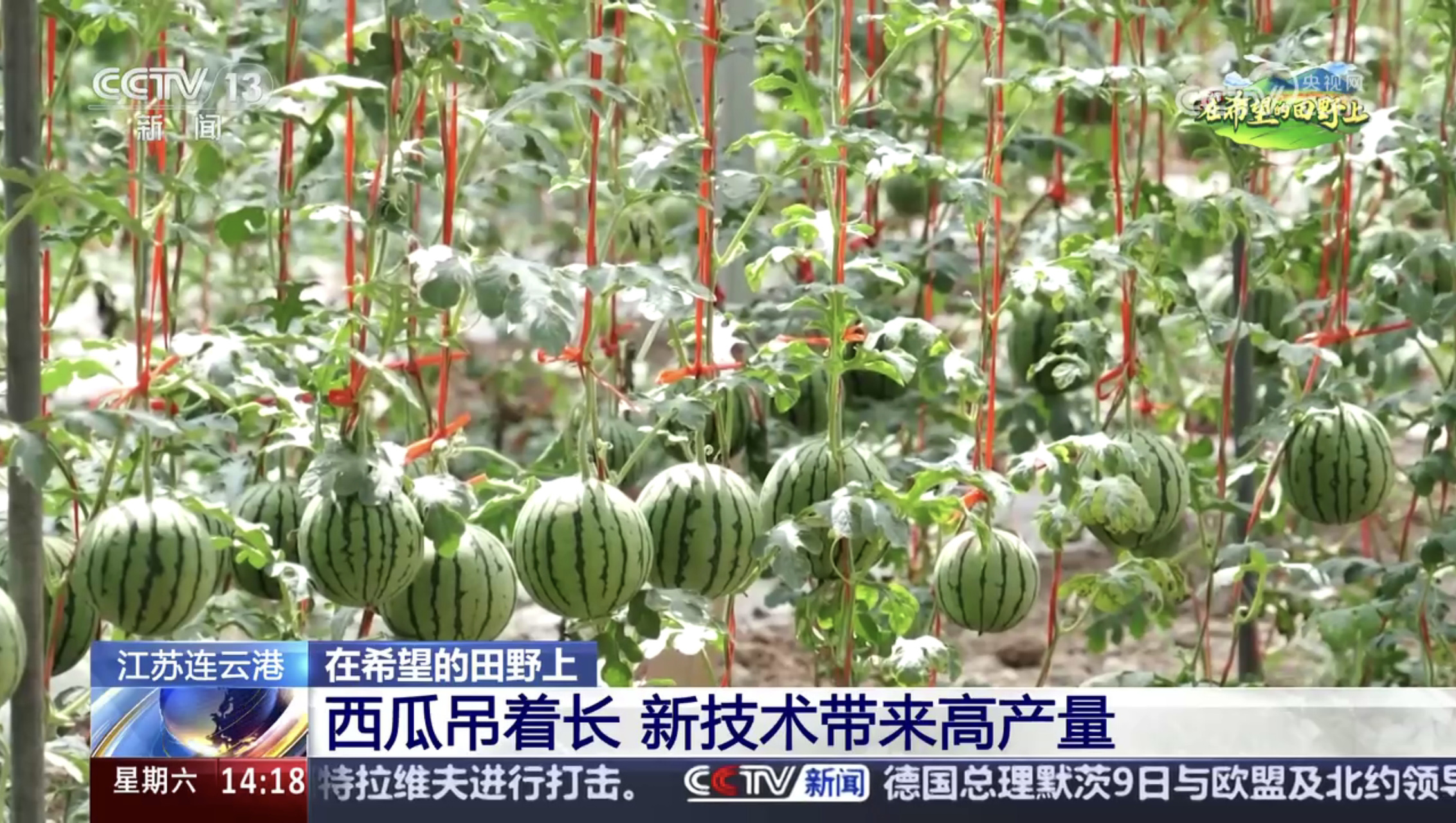 20250519 西瓜为什么是“挂”着长的？揭秘云台农场的黑科技种植 (3).jpg