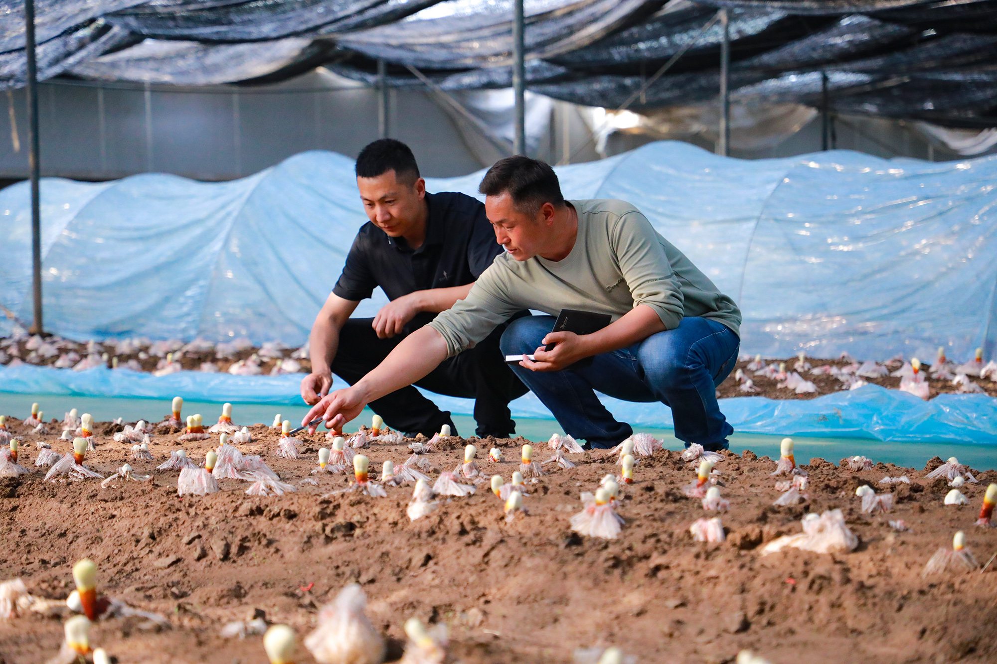 20250522 云台灵芝已露“尖尖角”（1）.JPG