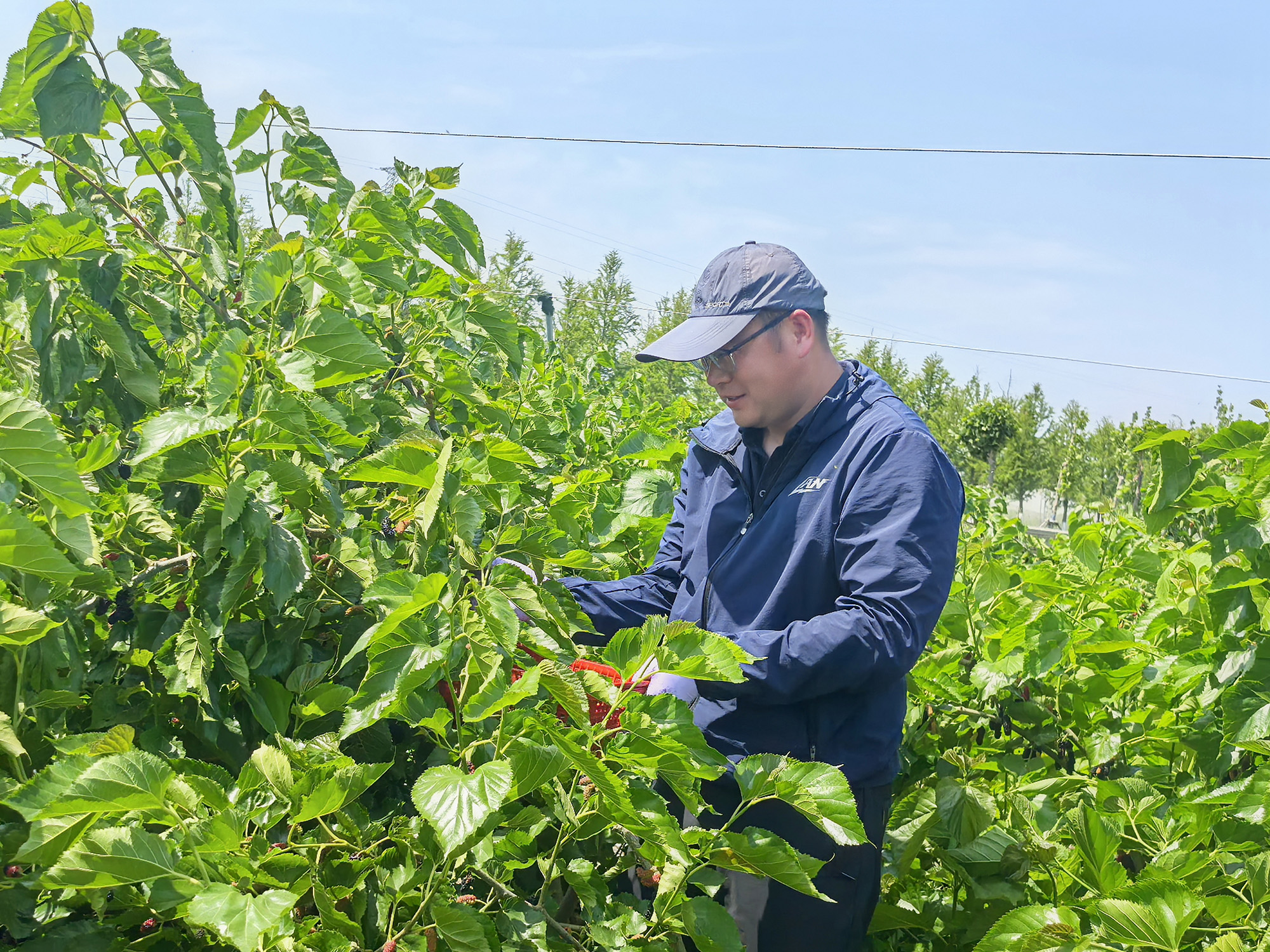 20250524 云台举办桑葚采摘劳动竞赛 (3).jpg