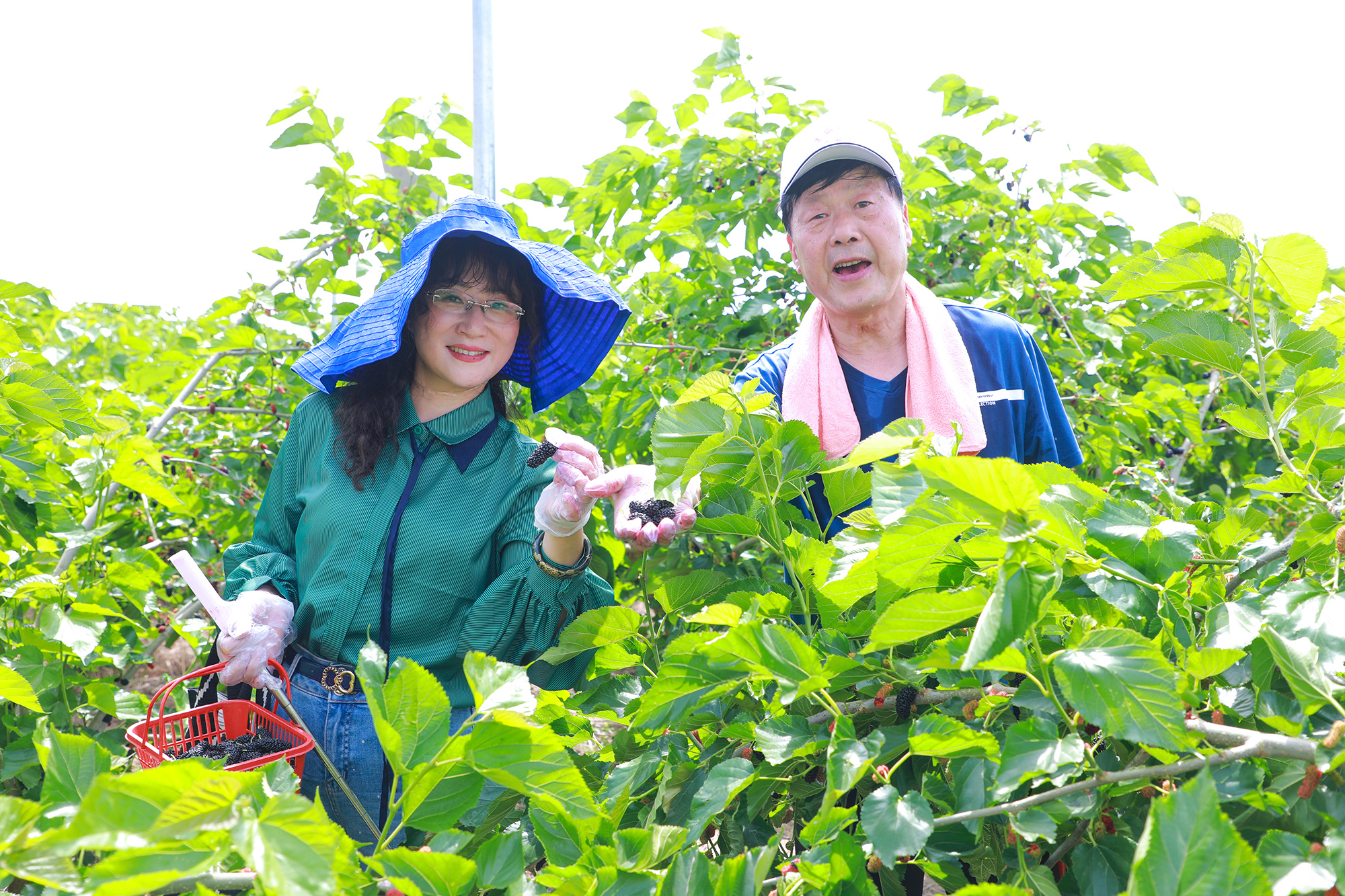 20250526 云水湾桑葚采摘火热持续 尽享酸甜时光.JPG