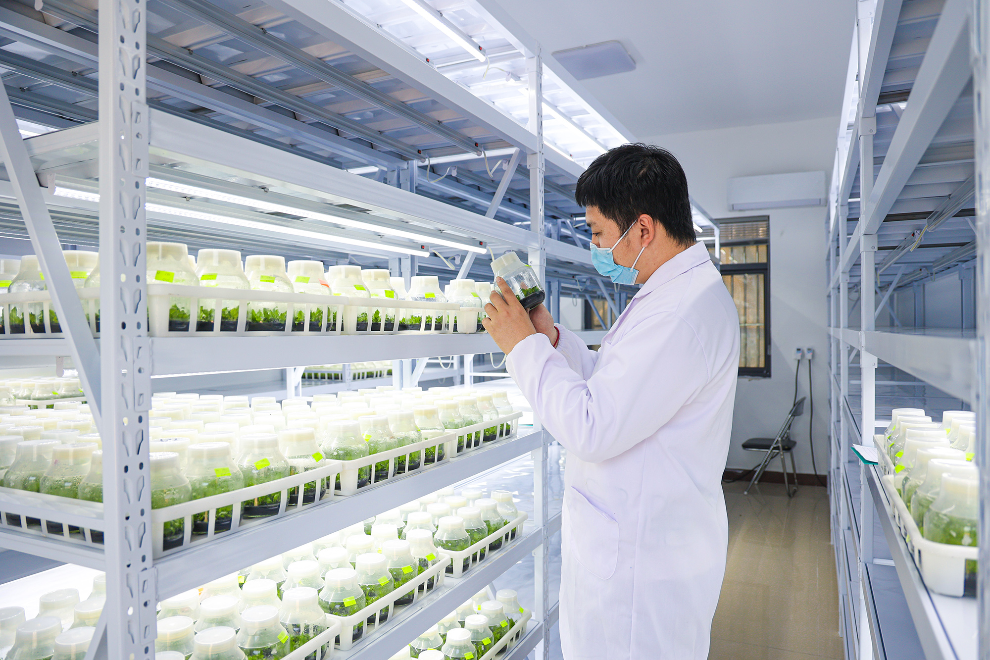 20250527 蝴蝶兰开出“科技花 (2).jpg