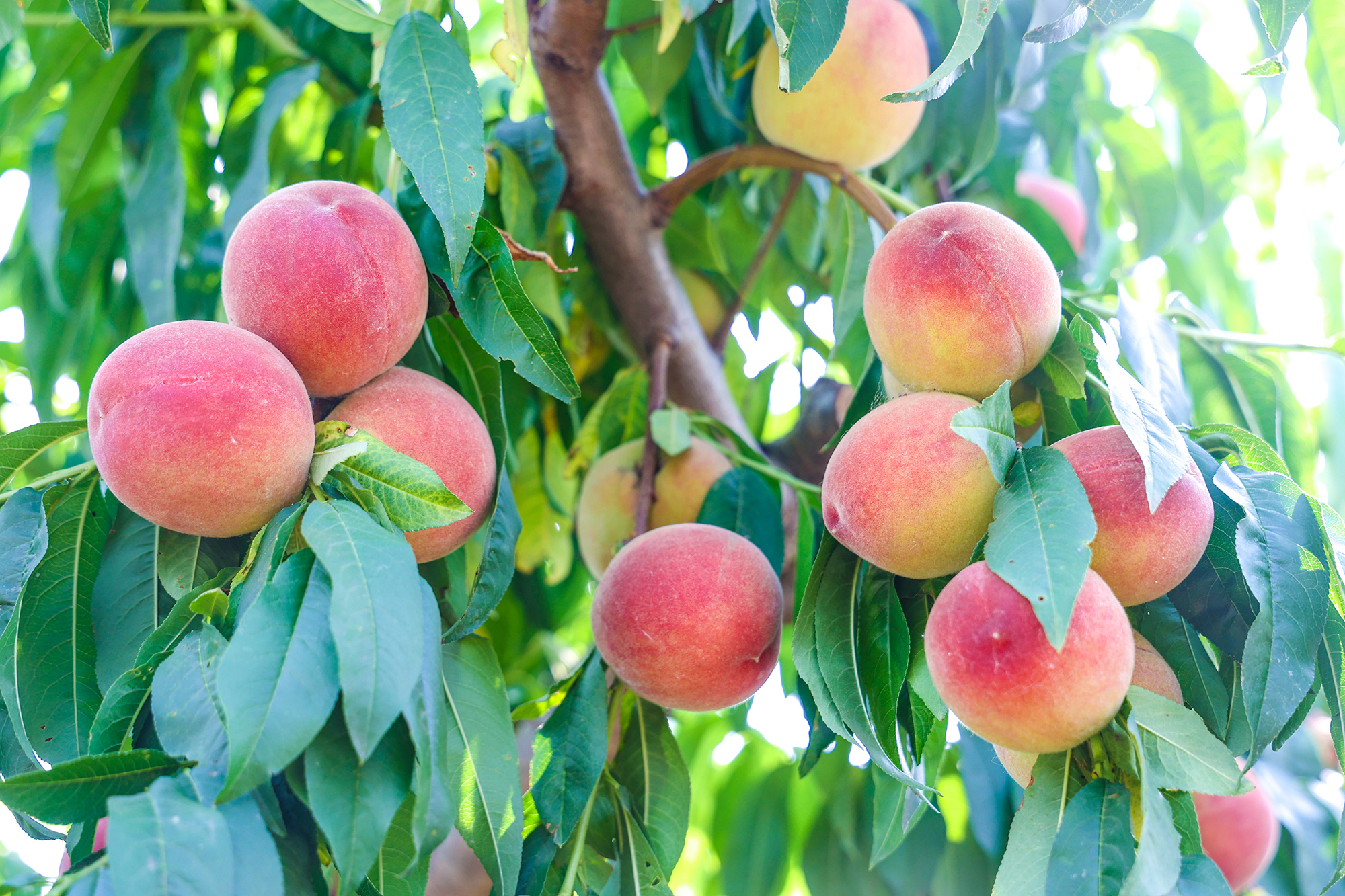 20250619 云台农场迎来鲜桃采摘 (3).JPG