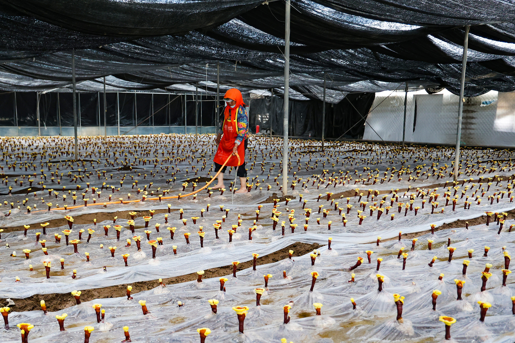 20250623 云台农场灵芝开启“开挂式”生长！ (1).JPG