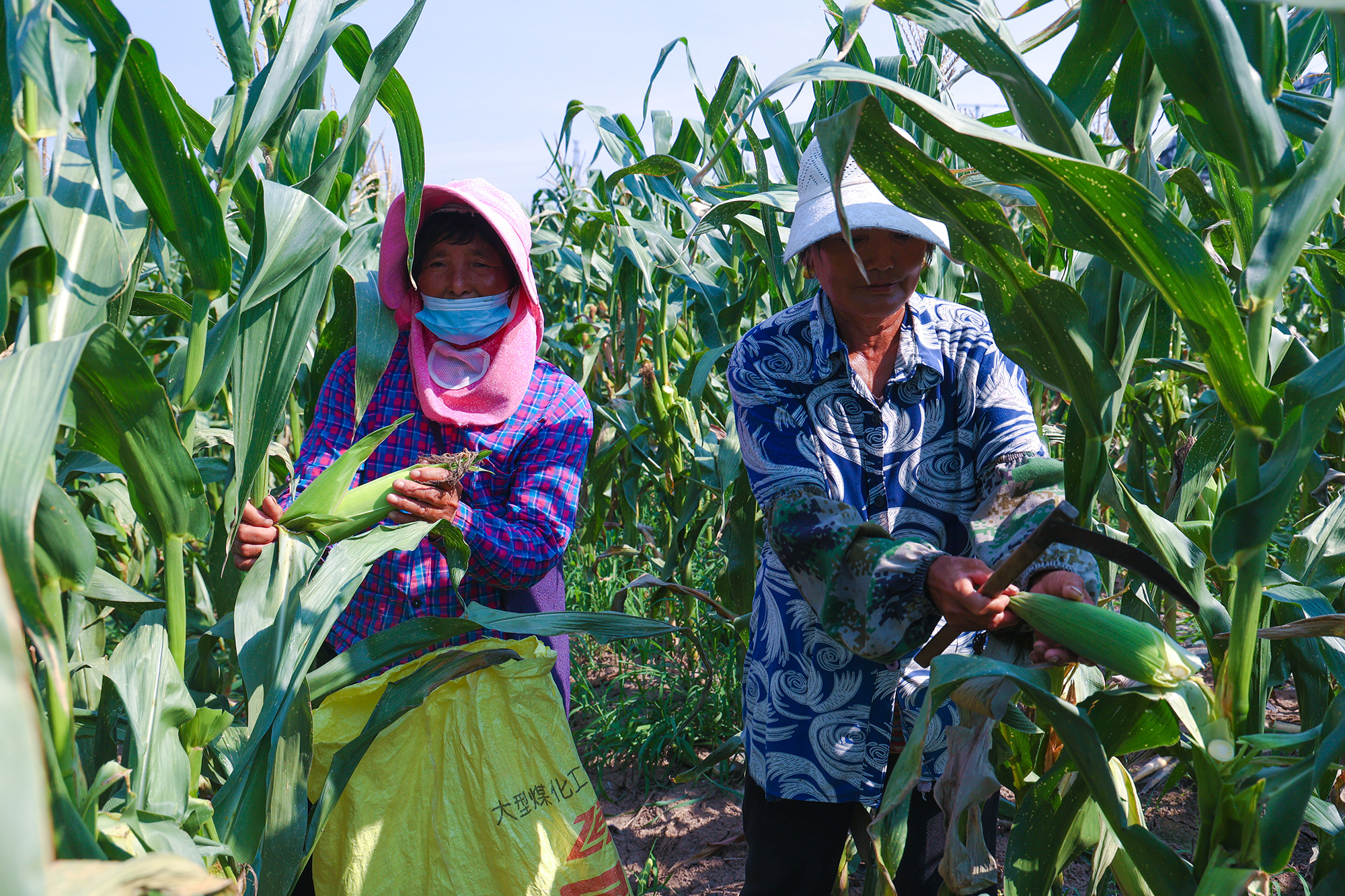 20250705 云水湾湿地公园甜糯玉米抢“鲜”上市 (3).JPG
