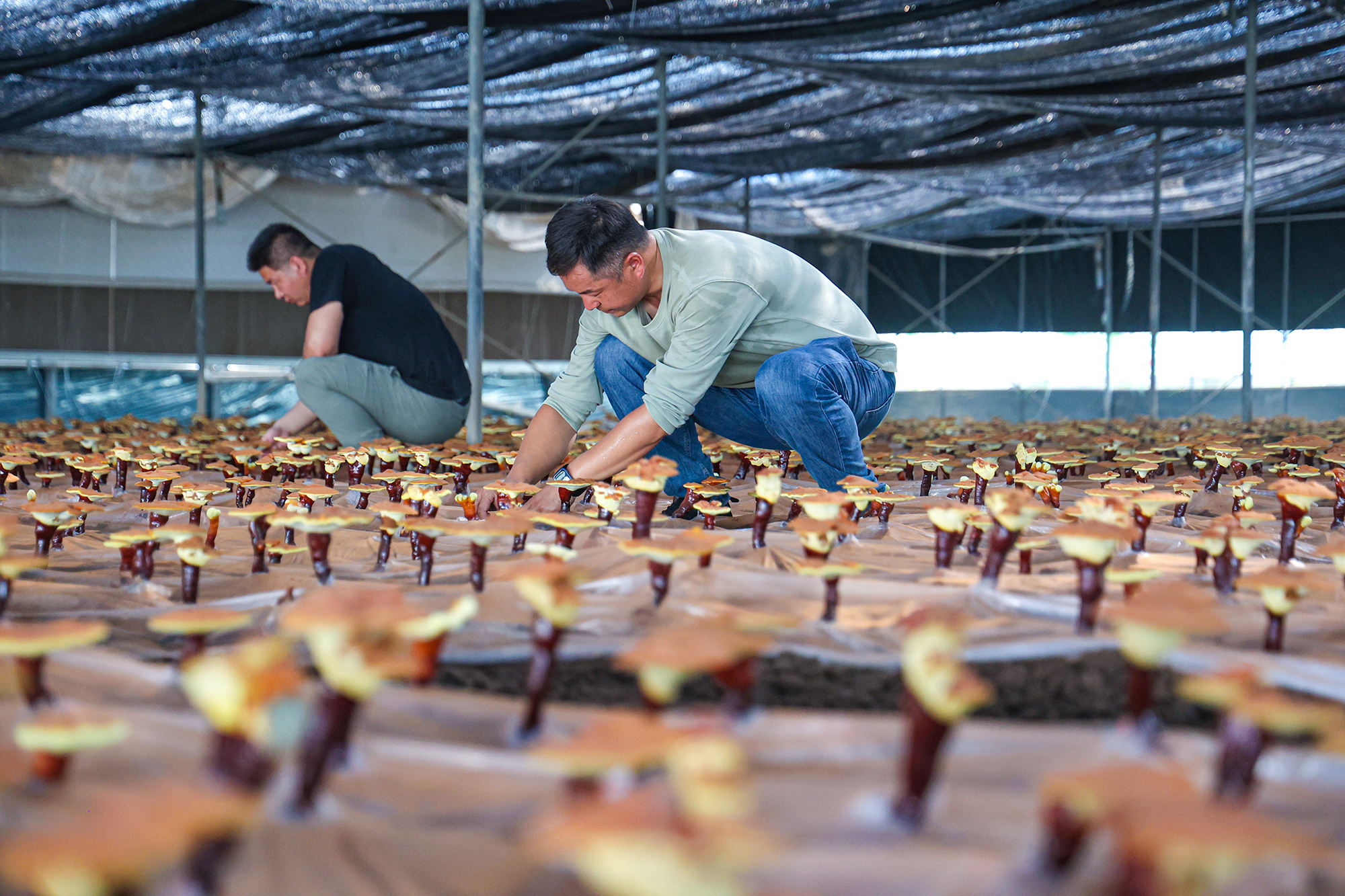 20250707 云台农场：烈日下的坚守.jpg