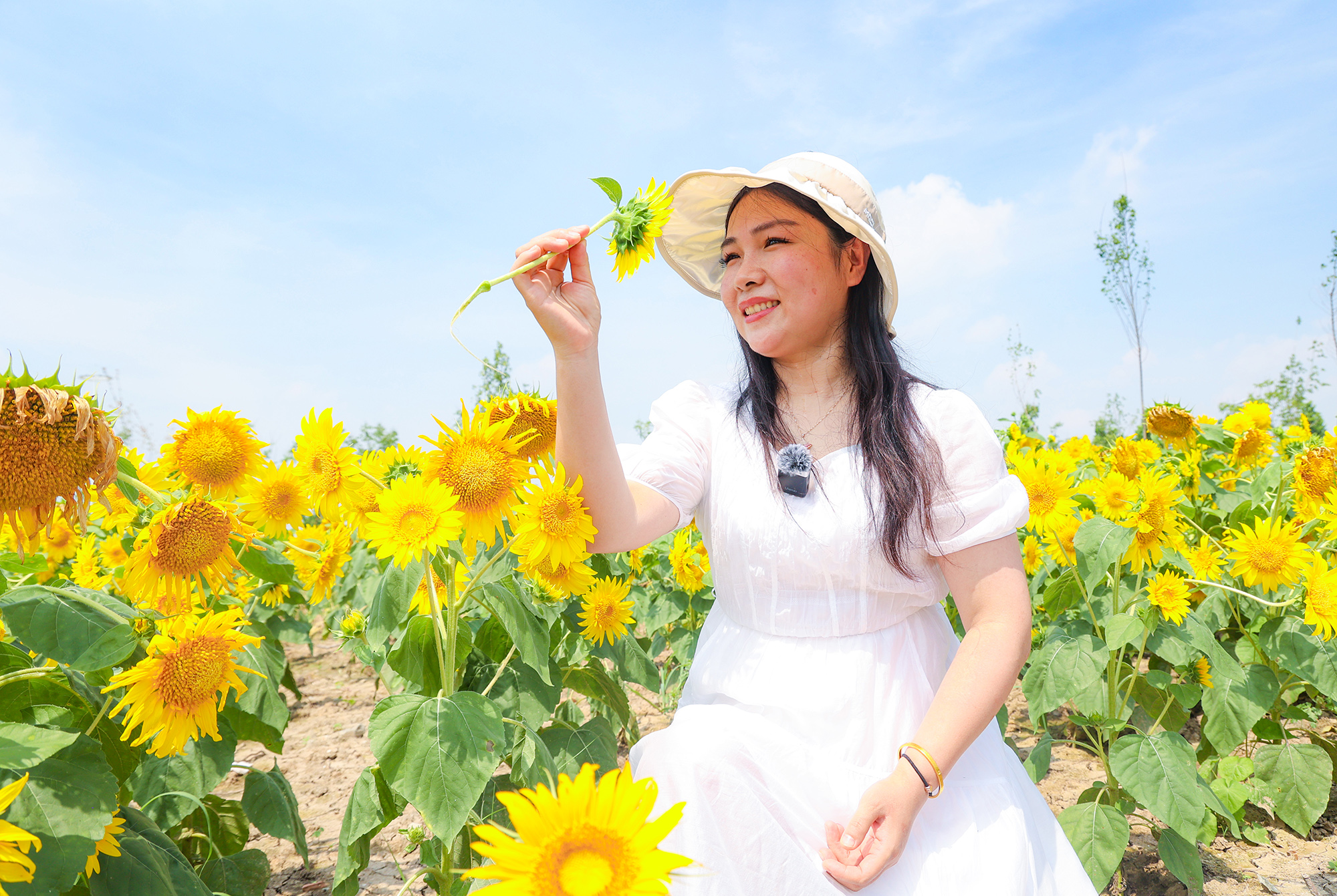 20250709 睡莲初醒葵花艳 炎炎夏日添诗意 (1).JPG