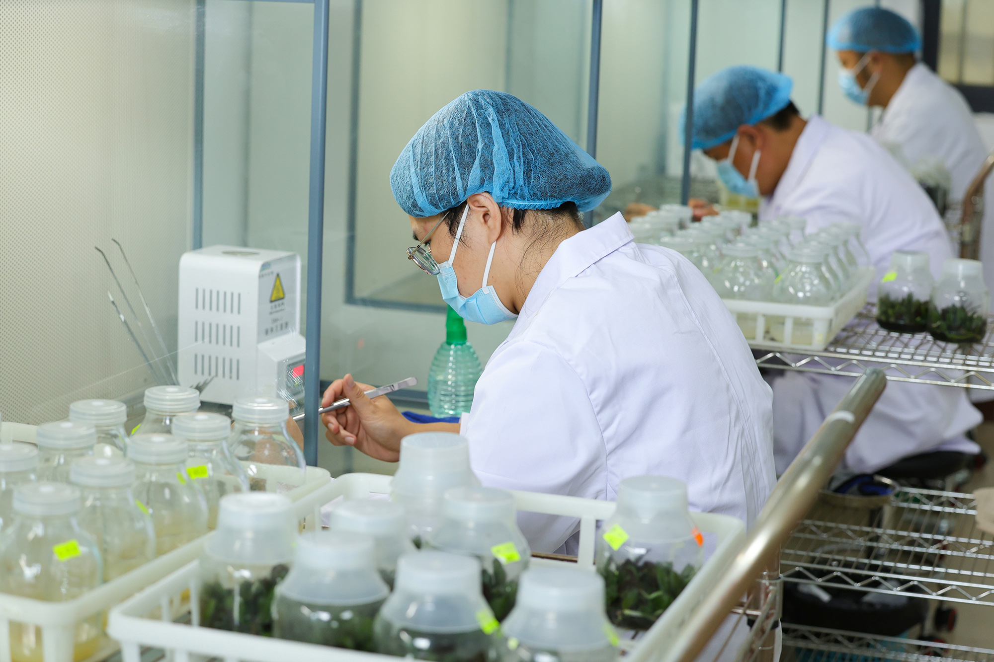 20250711 云台农场：在玻璃瓶里“养花种草” (1).JPG