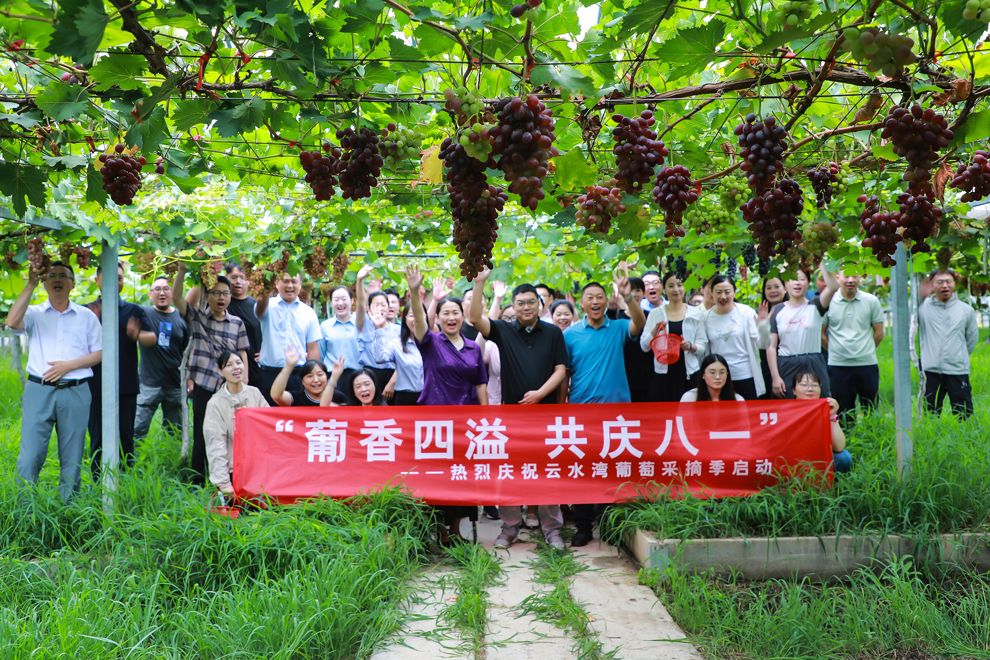 20250801 云水湾开启葡萄采摘季 向您发出甜蜜邀约！ (2).JPG