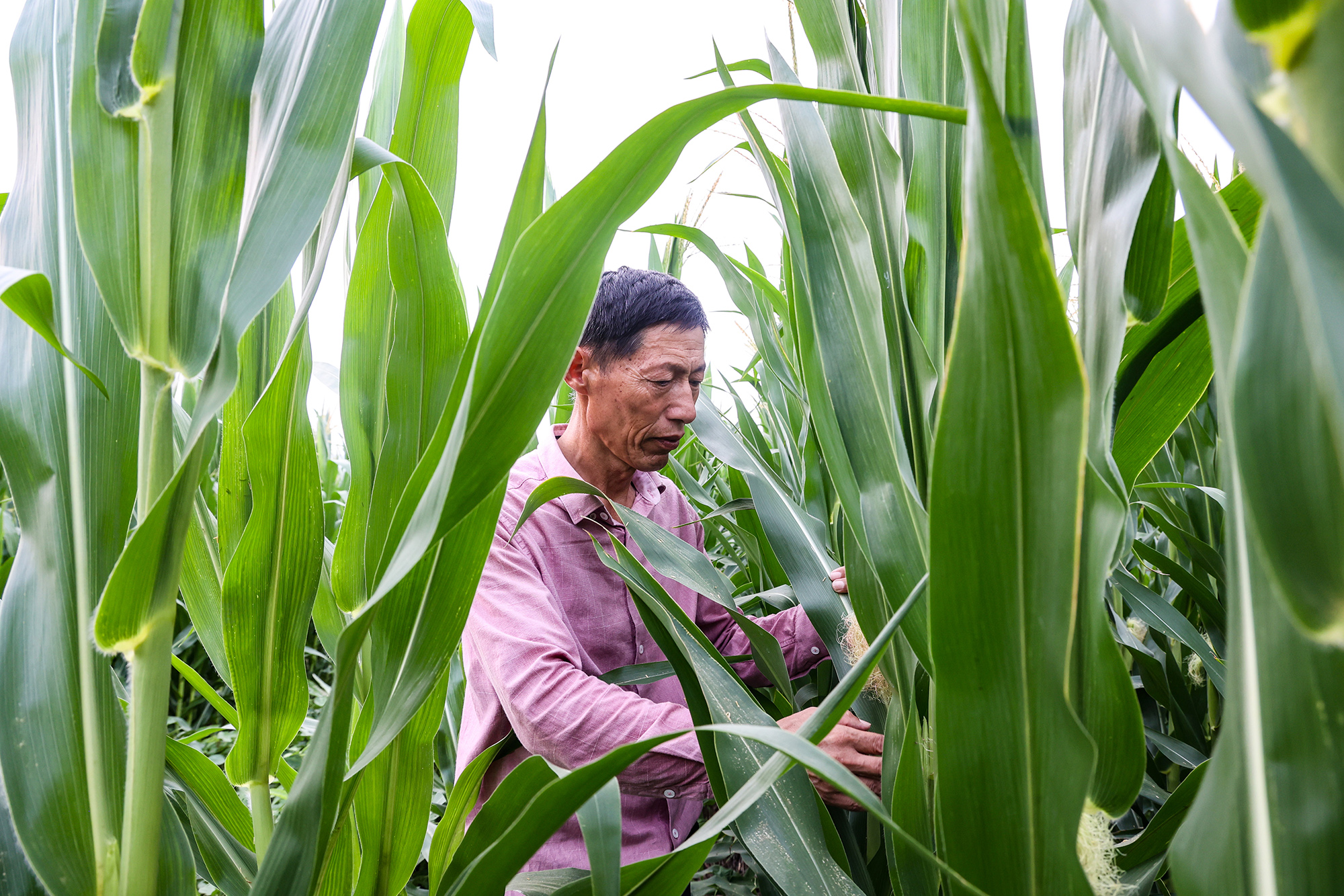 20250805 云台农场：以科技“凉”方降玉米病虫热害.JPG