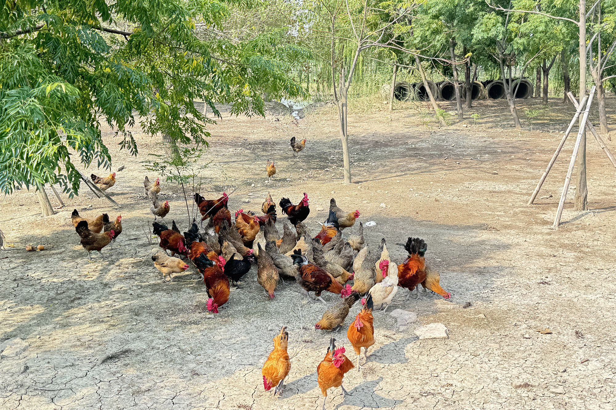 1754874124334320.jpg 20250811 “共生经济”绘就生态农业新画卷 (1) 拷贝.jpg