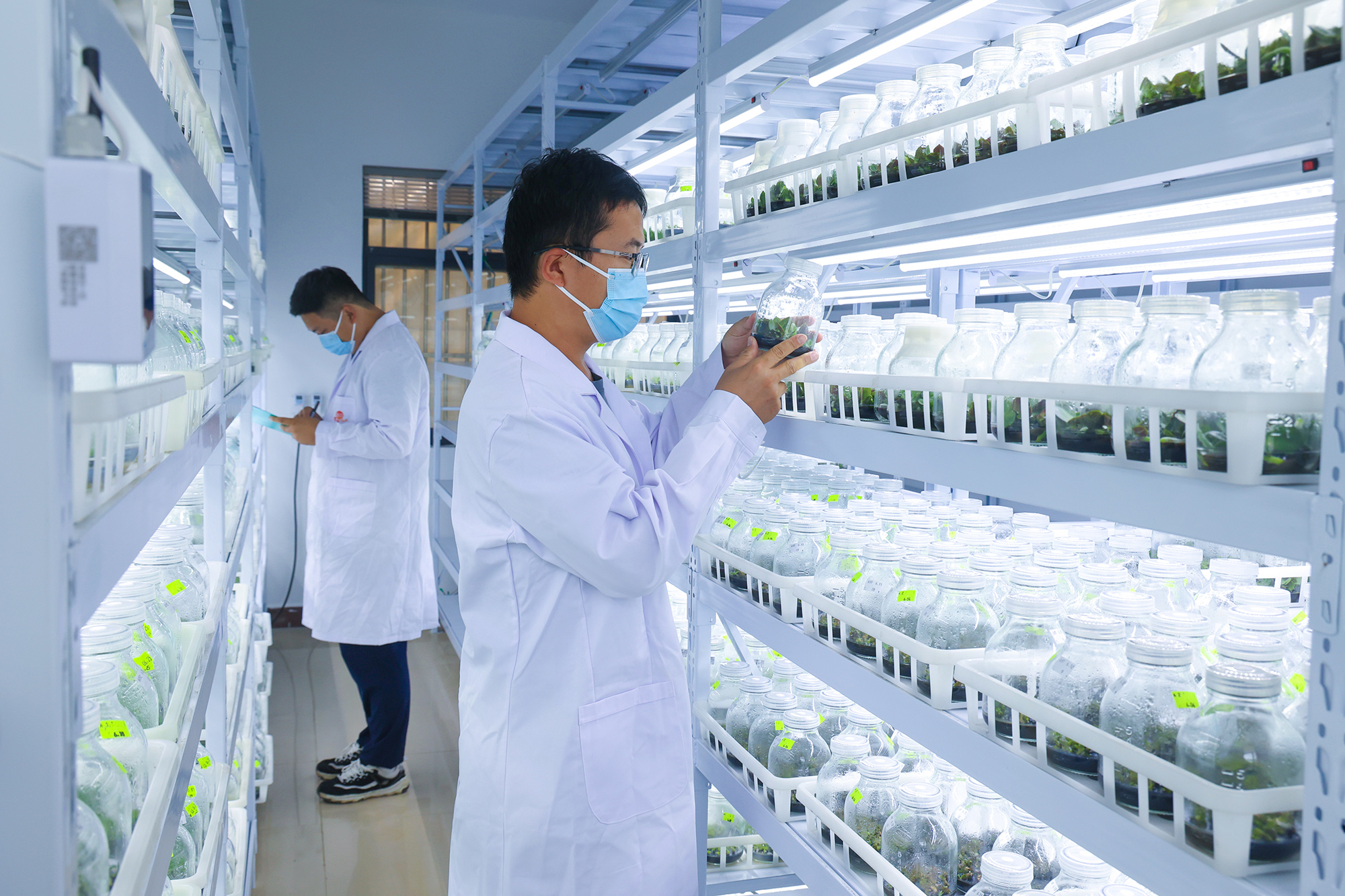 20250811 云台：智慧育苗 助力蝴蝶兰产业 “加速跑”.JPG