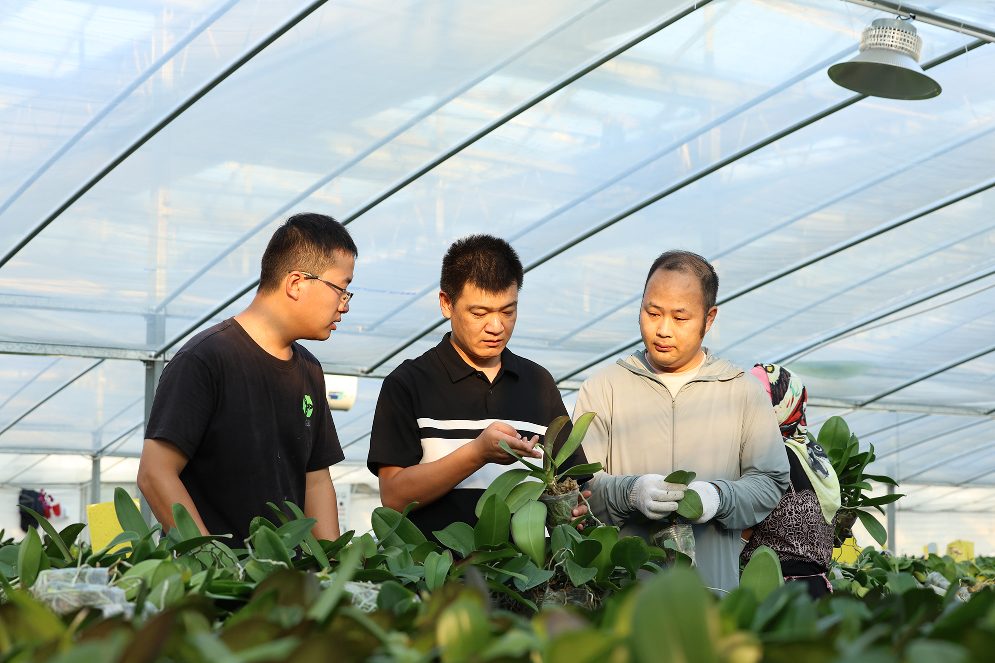 20250822  蝴蝶兰科技赋能.JPG