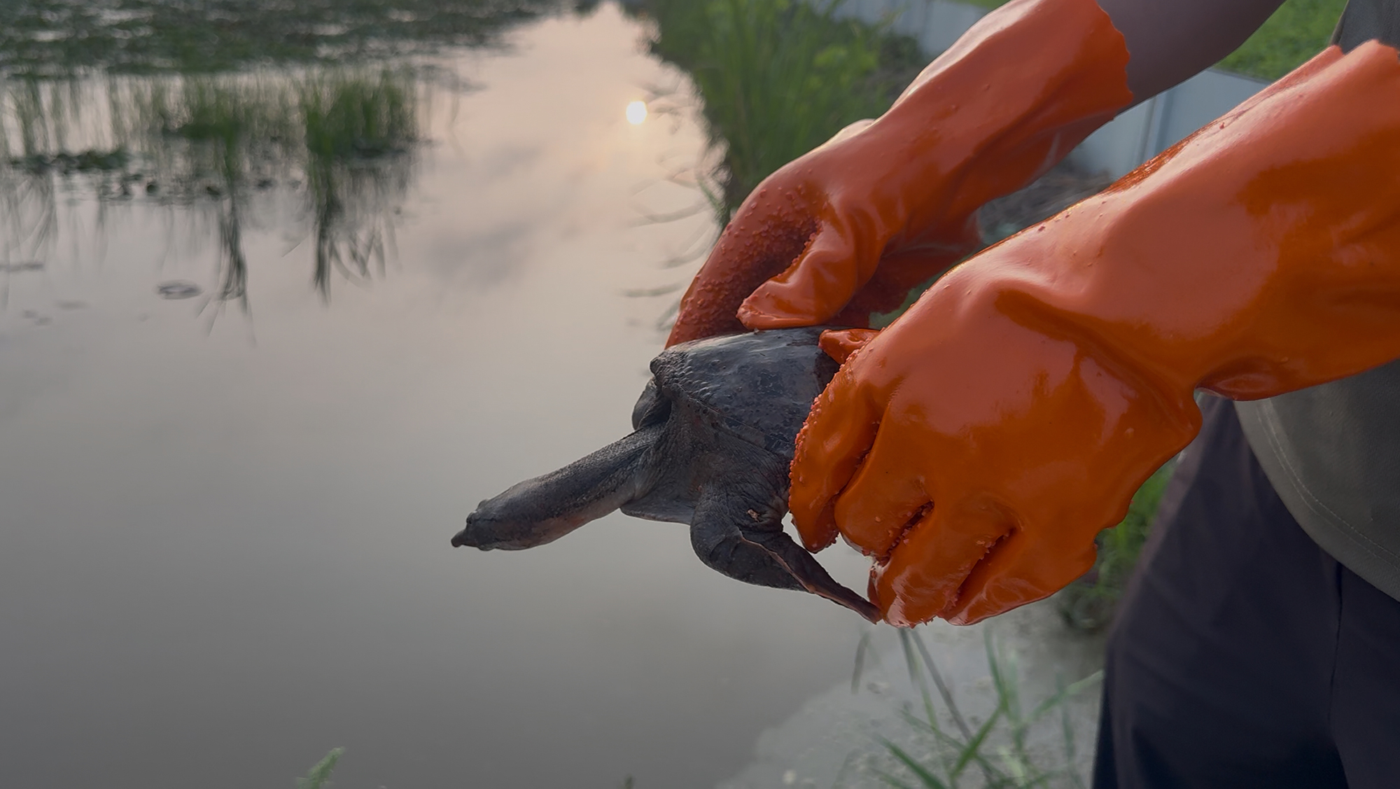 20250820 “莲鳖共生”打造绿色经济新模式.jpg