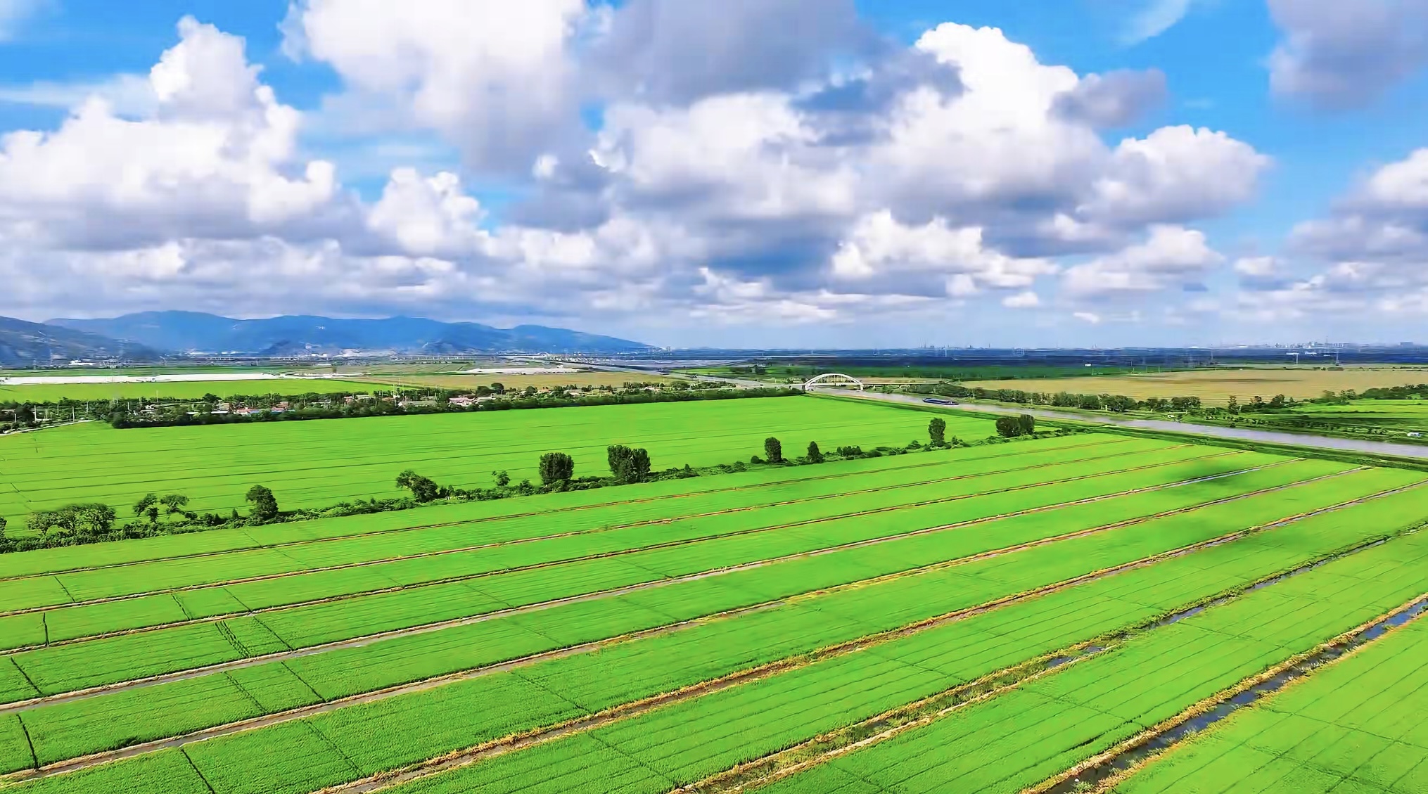 20250905 稻浪滚滚绿如海 云台穗期防治正当时.PNG