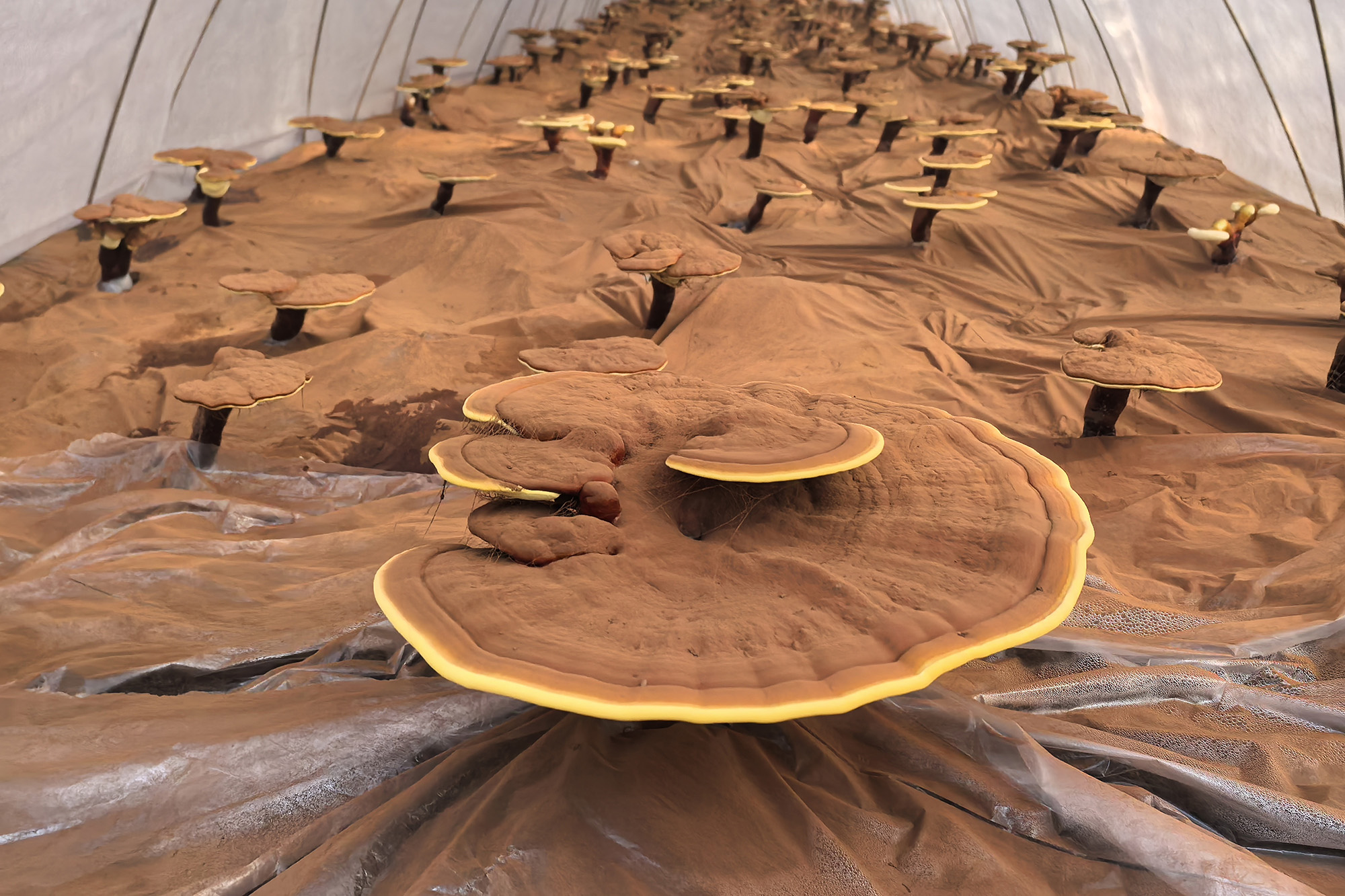 20250908 技术革新激活“仙草”经济技术革新激活“仙草”经济 (1).jpg