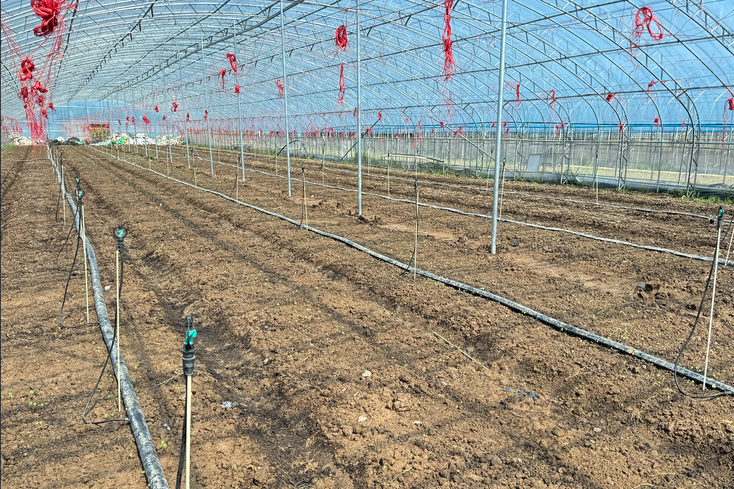 20250912 土地“换岗”蔬果香 生态种植效益长 (3).jpg