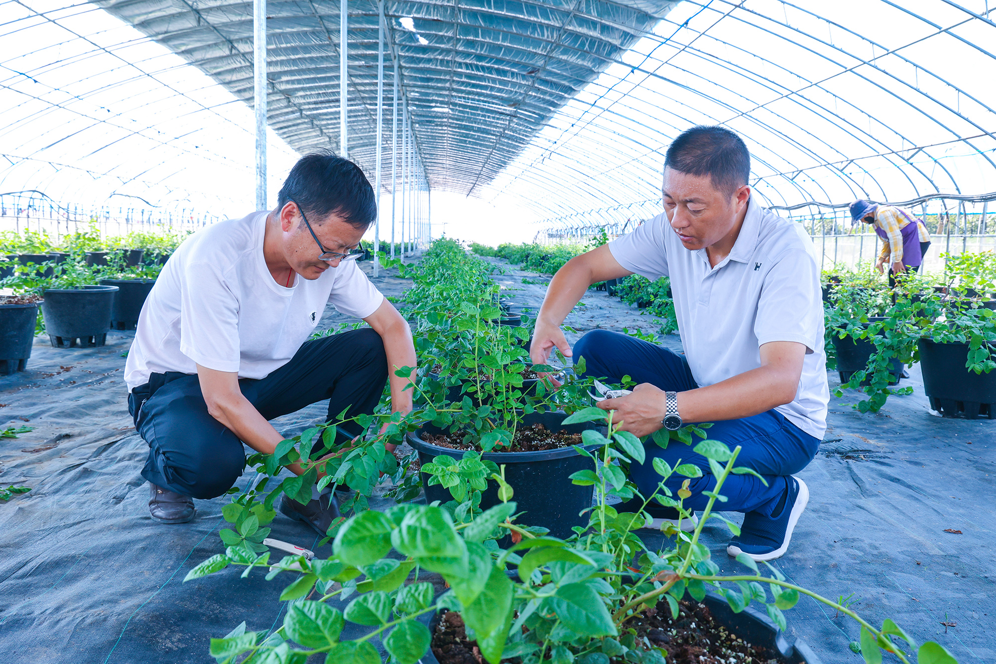 20250916 云台农场：云水湾盆栽蓝莓精细修剪  春节鲜果供应在望 (1).JPG