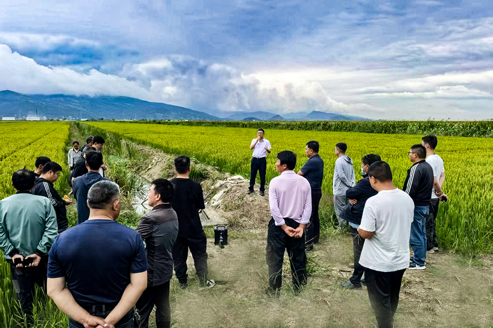 20250924 苏垦农发云台分公司召开秋粮观摩会.jpg