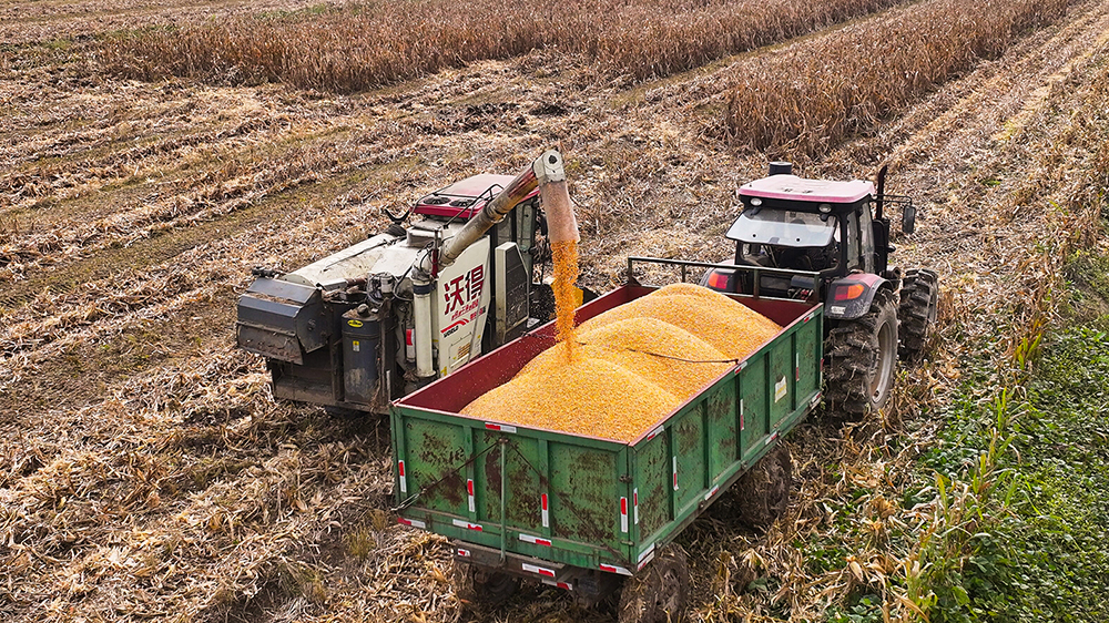 20251014 突围阴雨困局 云台金色田野抢收抢种争秋丰 (1).JPG