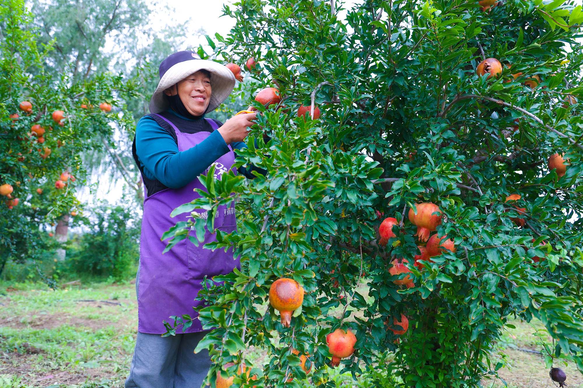 20251017 石榴红 柿子甜 云水湾秋日绘就农旅融合新画卷.JPG