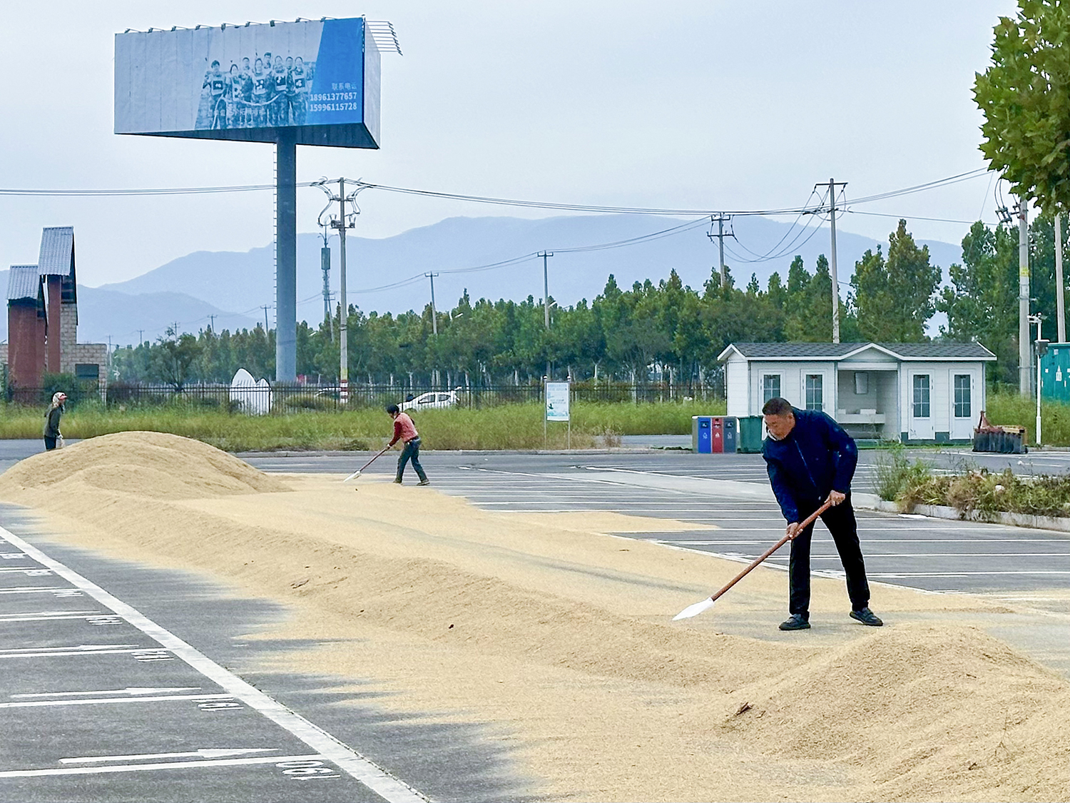 20251030 云水湾全员雨中抢收稻谷，齐心协力守护丰收成果 (1).jpg