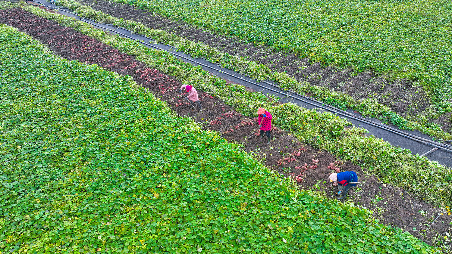 20251031云台农场：沃野掘金 薯香满园 (1).JPG