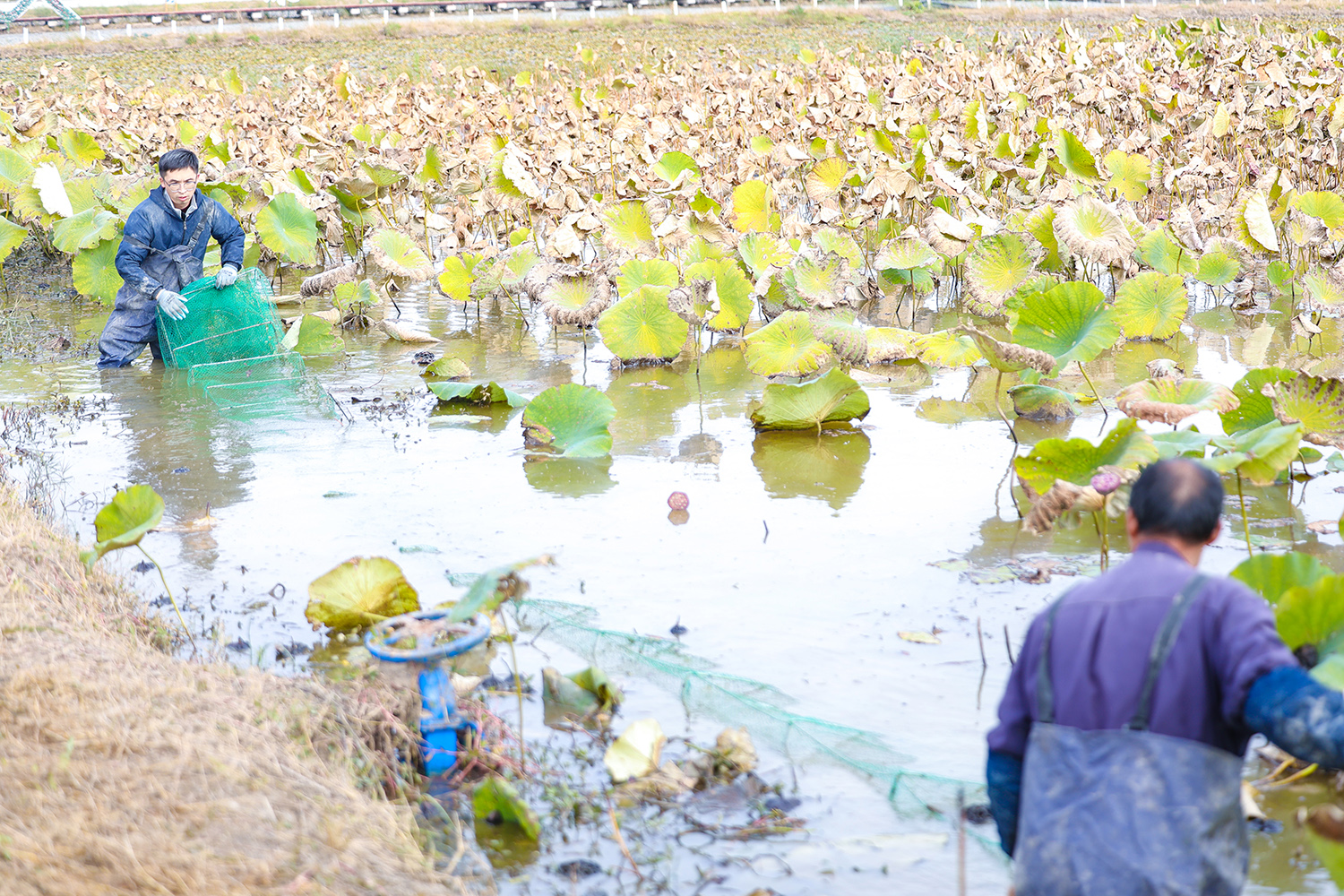 “睡莲蟹”上市 一池双收效益高 (3).JPG