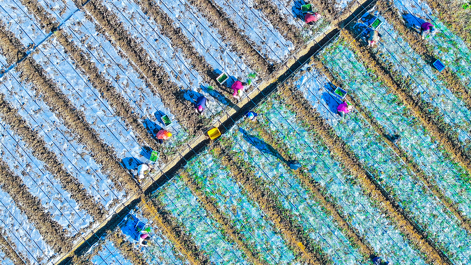 20251112 科技赋能农时 云台农场按下洋葱定植.JPG