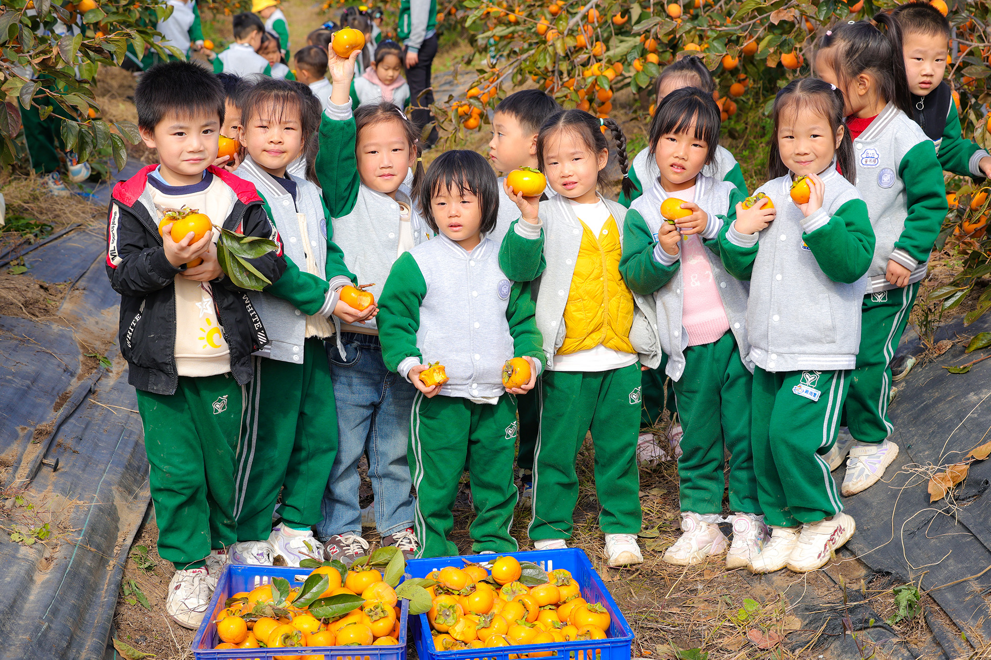 20251113 “柿”不可挡 大秋甜柿喜迎丰收 (2).JPG