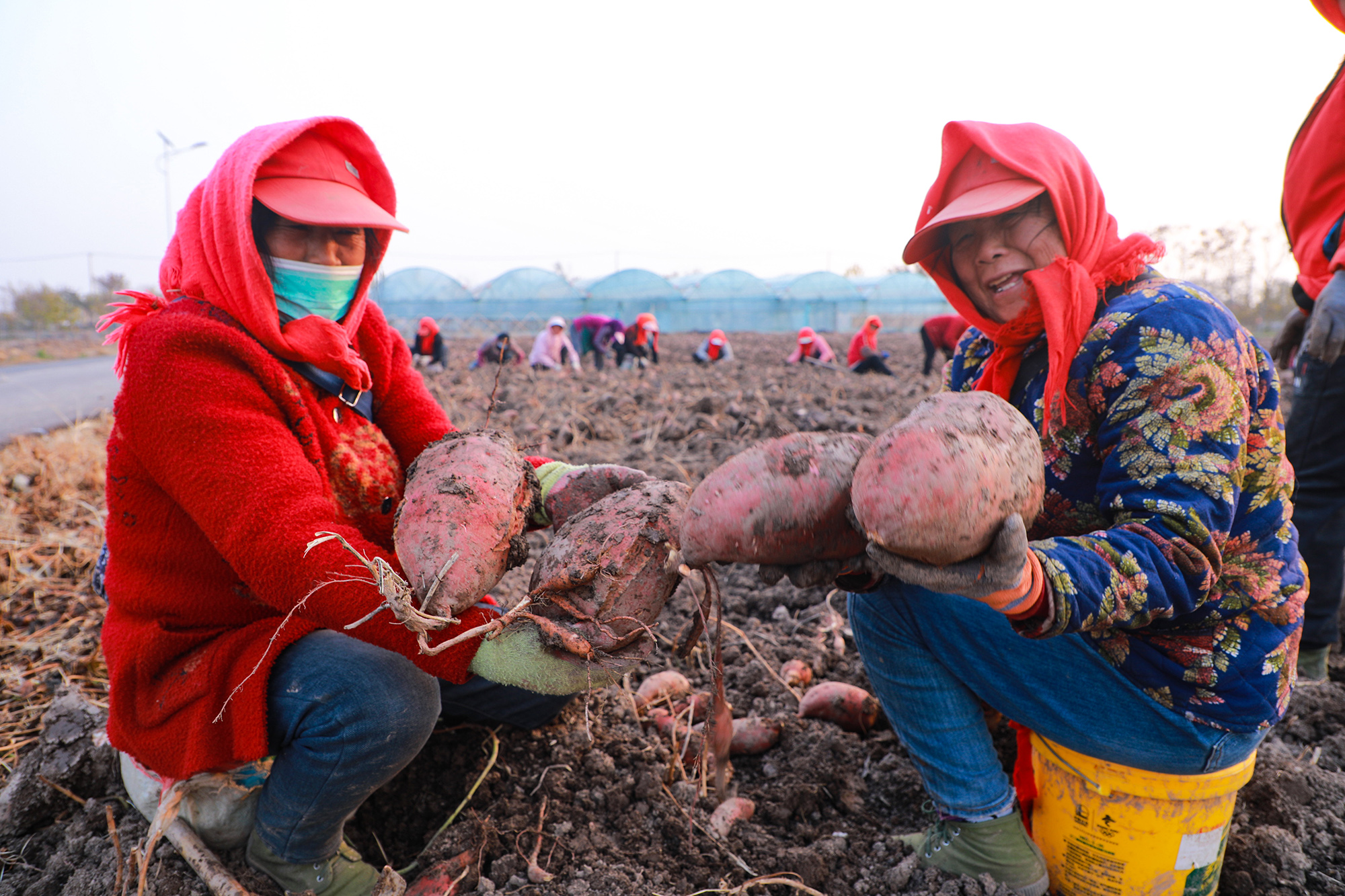 20251127 30吨红薯出发 解锁粉条新风味.JPG