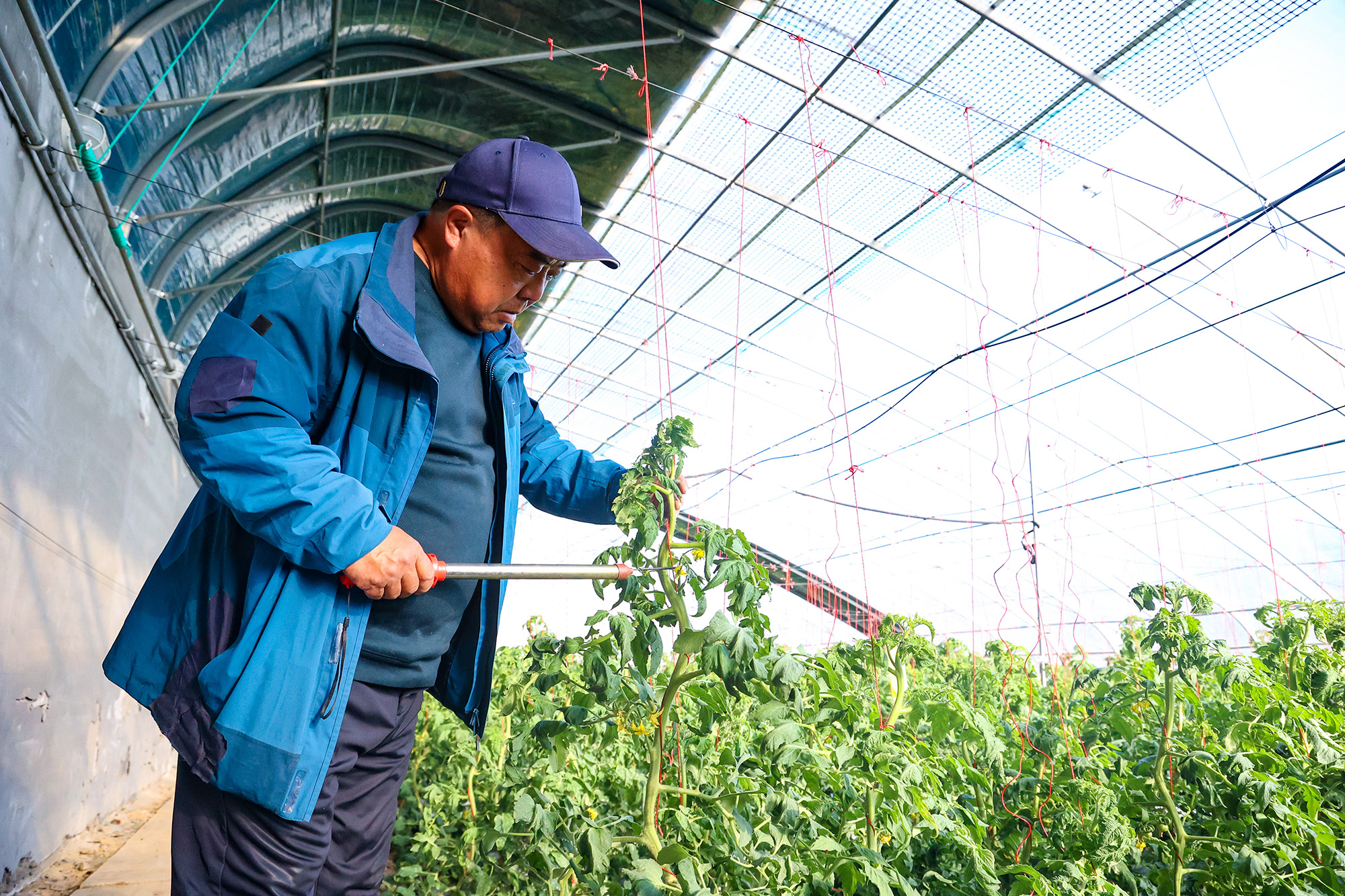20251127 西红柿授粉有了“电动蜜蜂” (1).JPG
