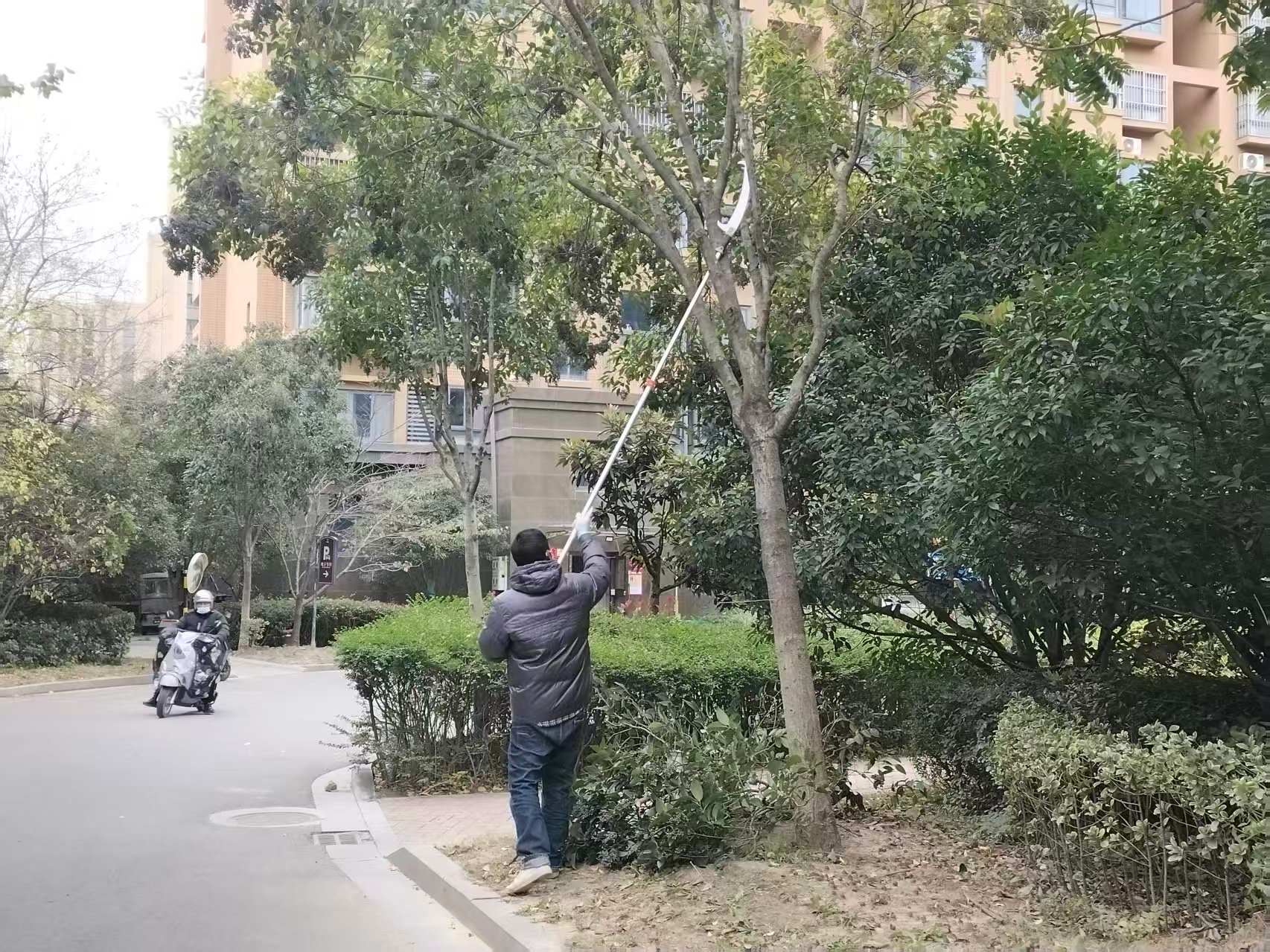 20251130 云台开展秋冬绿化剪枝行动.jpg