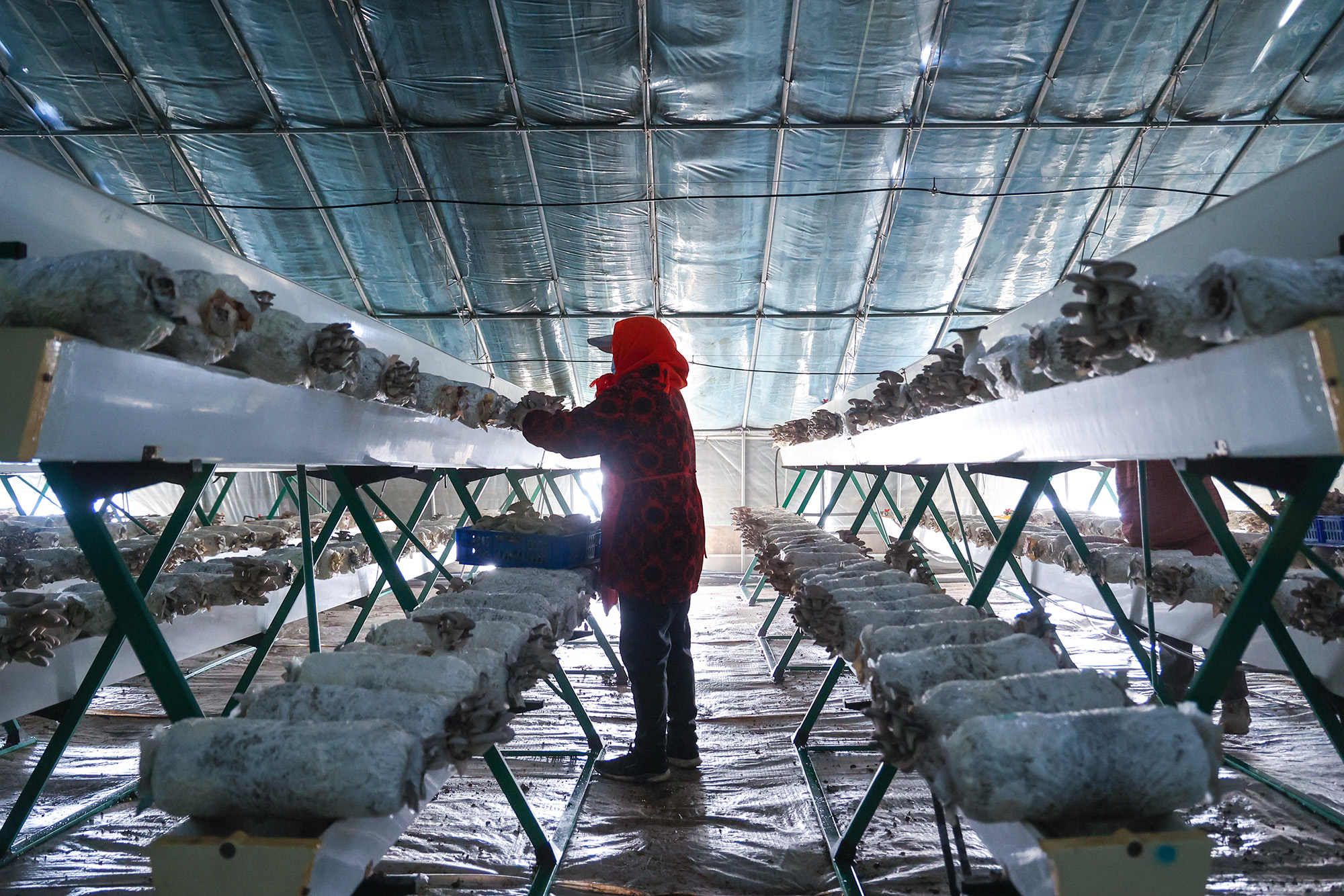 20251203 云台平菇抢“鲜”上市 助农增收添动能.JPG