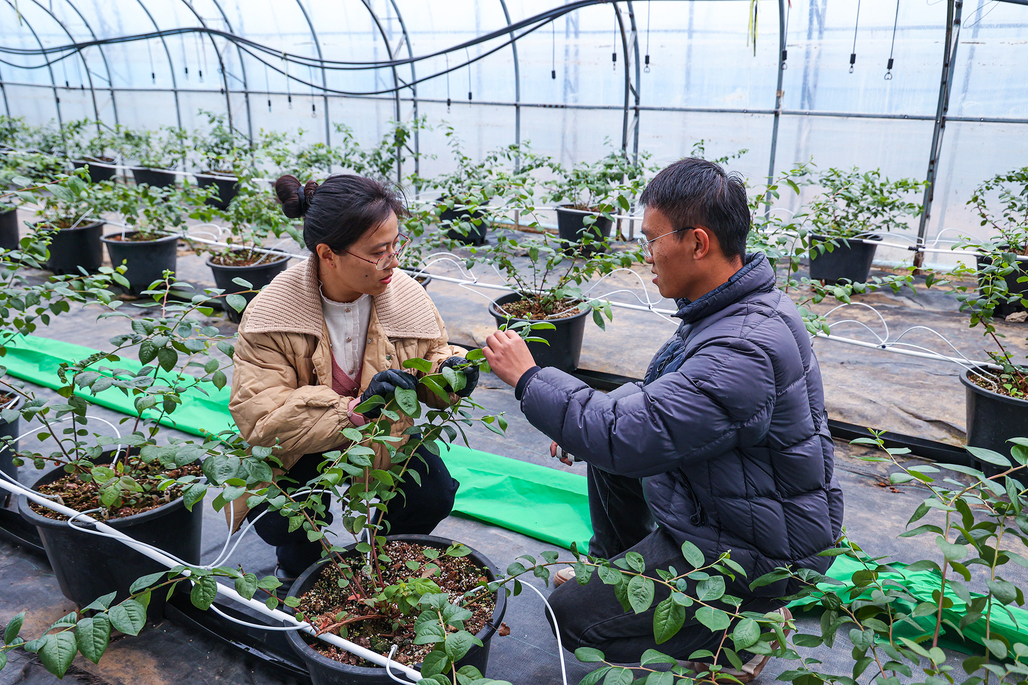 20251209 云台农场盆栽蓝莓让“采摘乐”进家庭.JPG