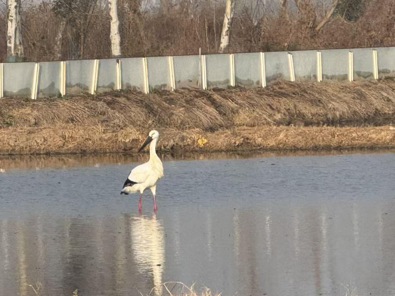 20251219 云水湾迎来“鸟中国宝”东方白鹳 生态湿地成珍稀鸟类家园.jpg