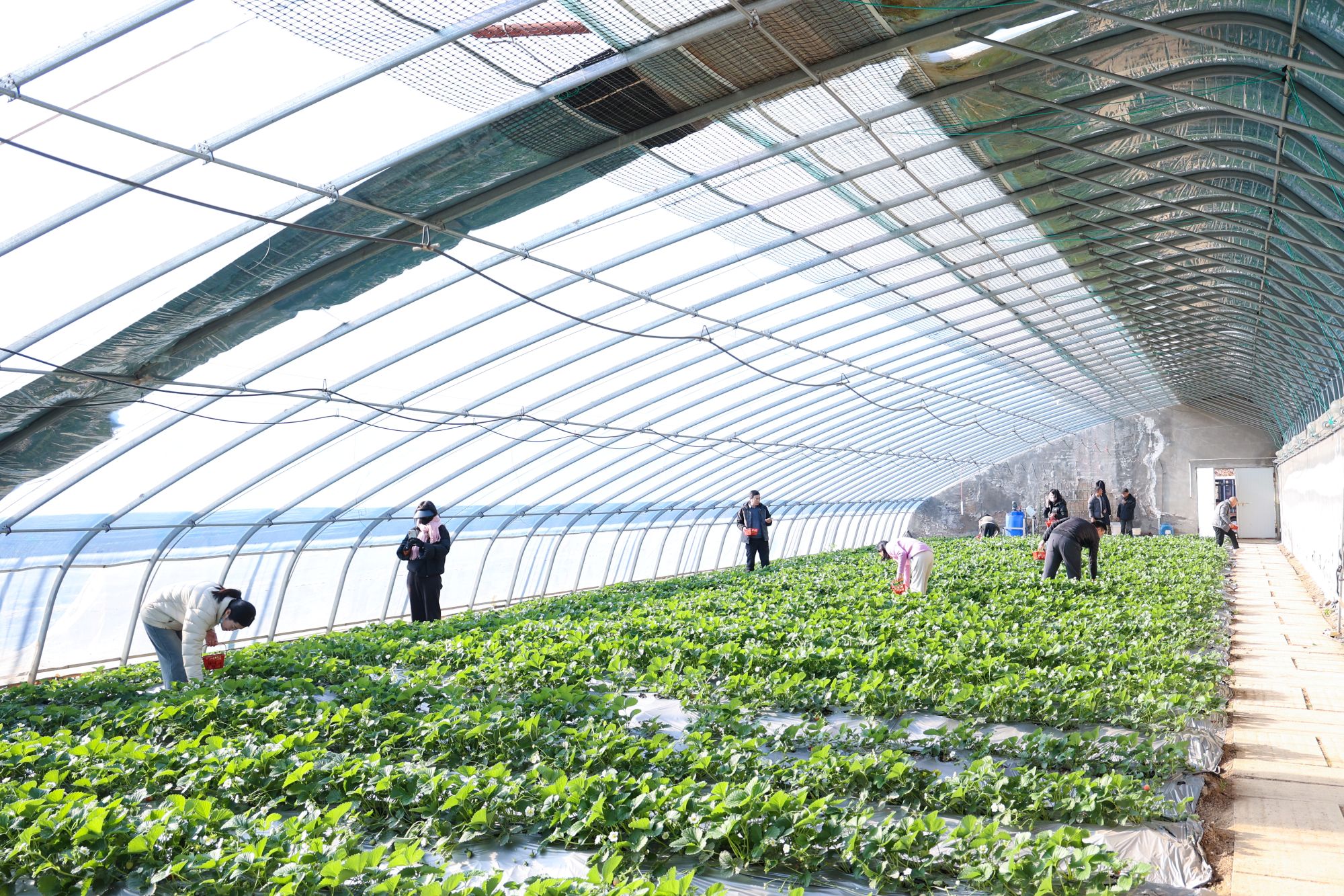 20251222 体验冬日的“第一口鲜甜” (3).JPG