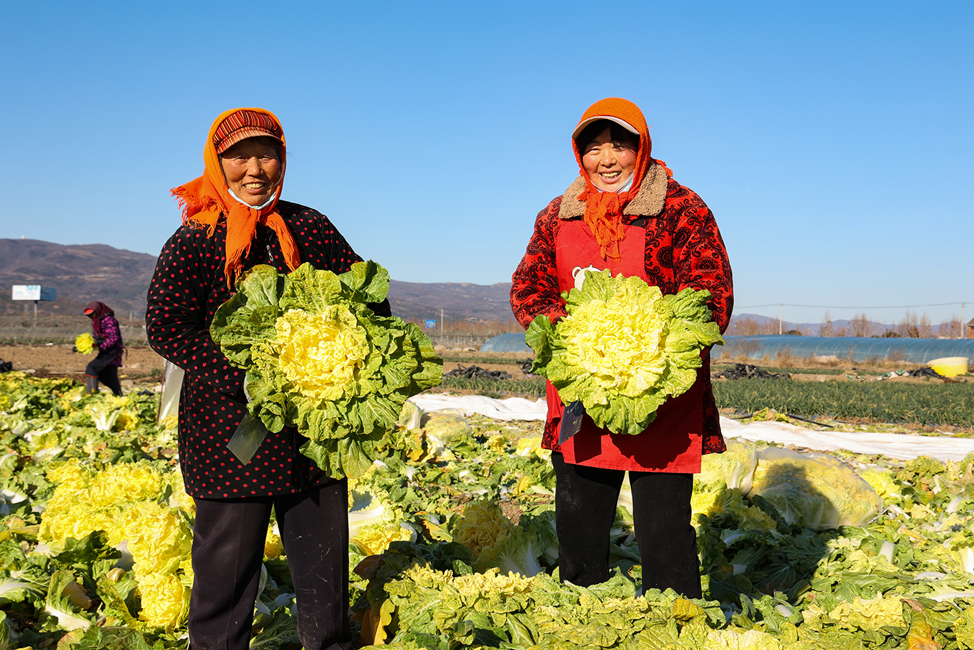 20251226 冬收正当时 云台“黄金菜“新鲜出发 (6).jpg