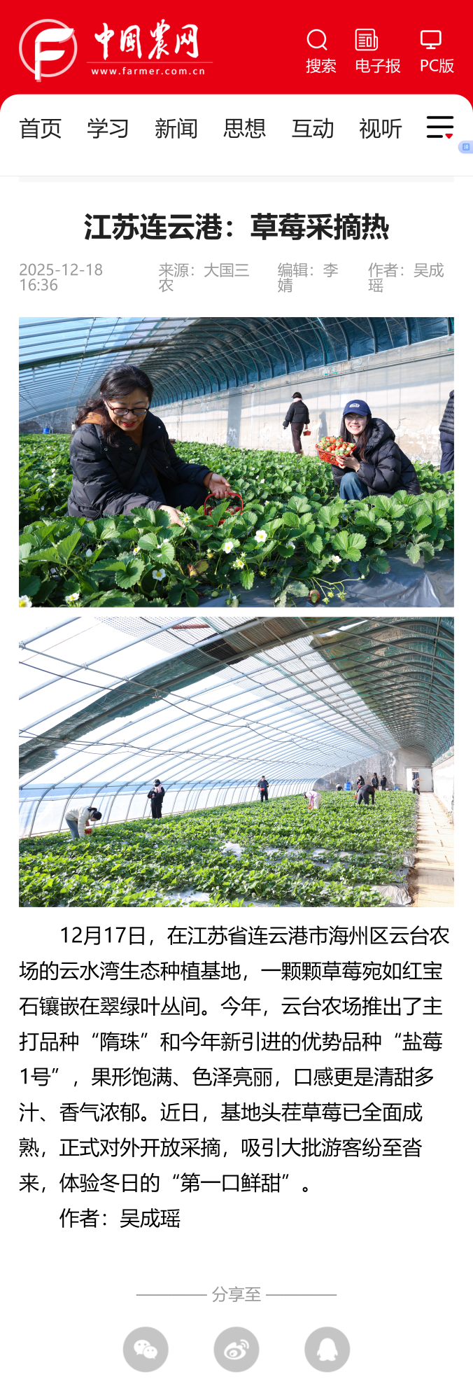 12.18吴成瑶-中国农网 江苏连云港：草莓采摘热.png