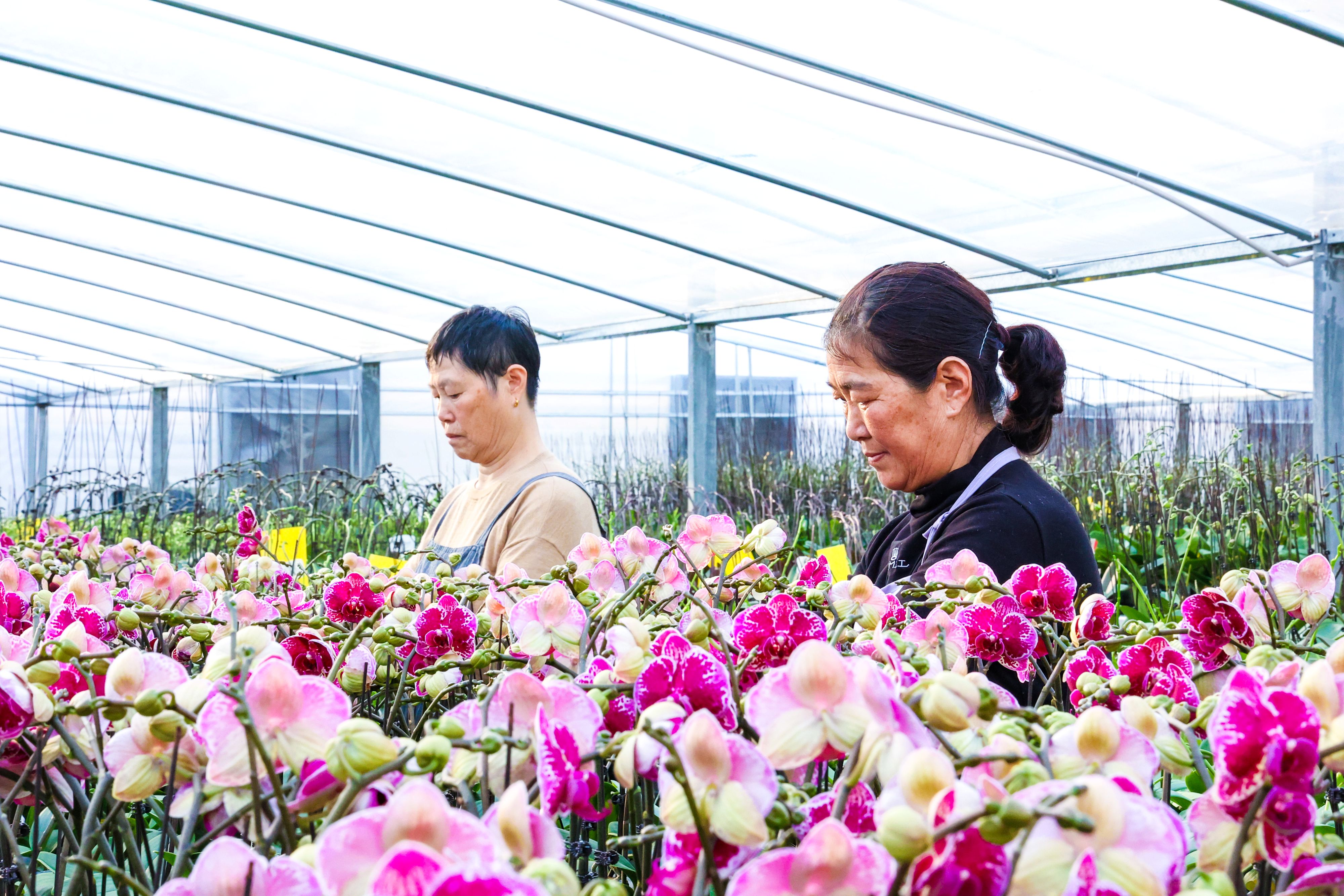 20260104 蝴蝶兰绽放“科技魅力” (3).JPG