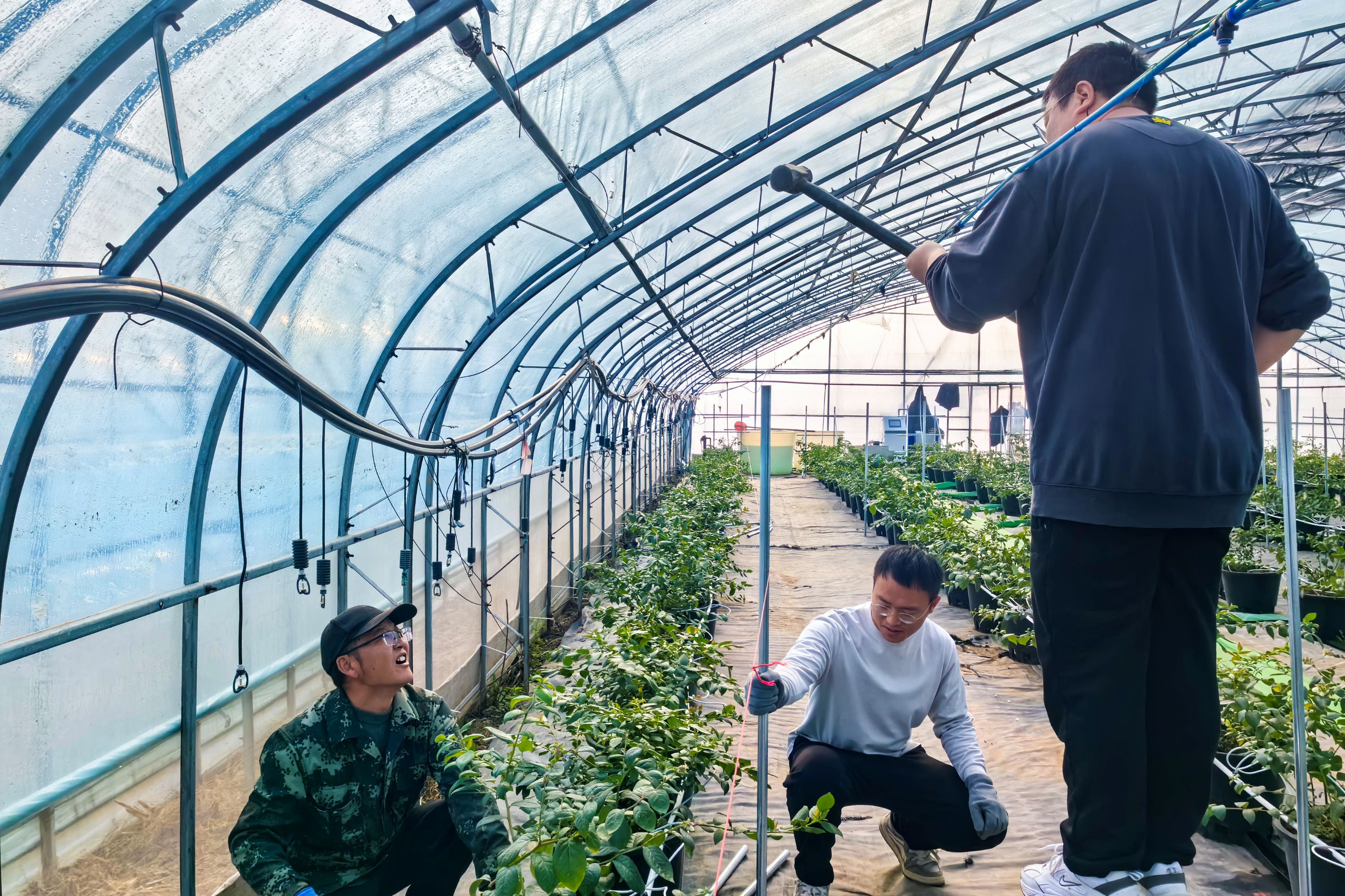 20260107 在云水湾，蓝莓可以边摘边吃还能把树抱回家~ (1).jpg