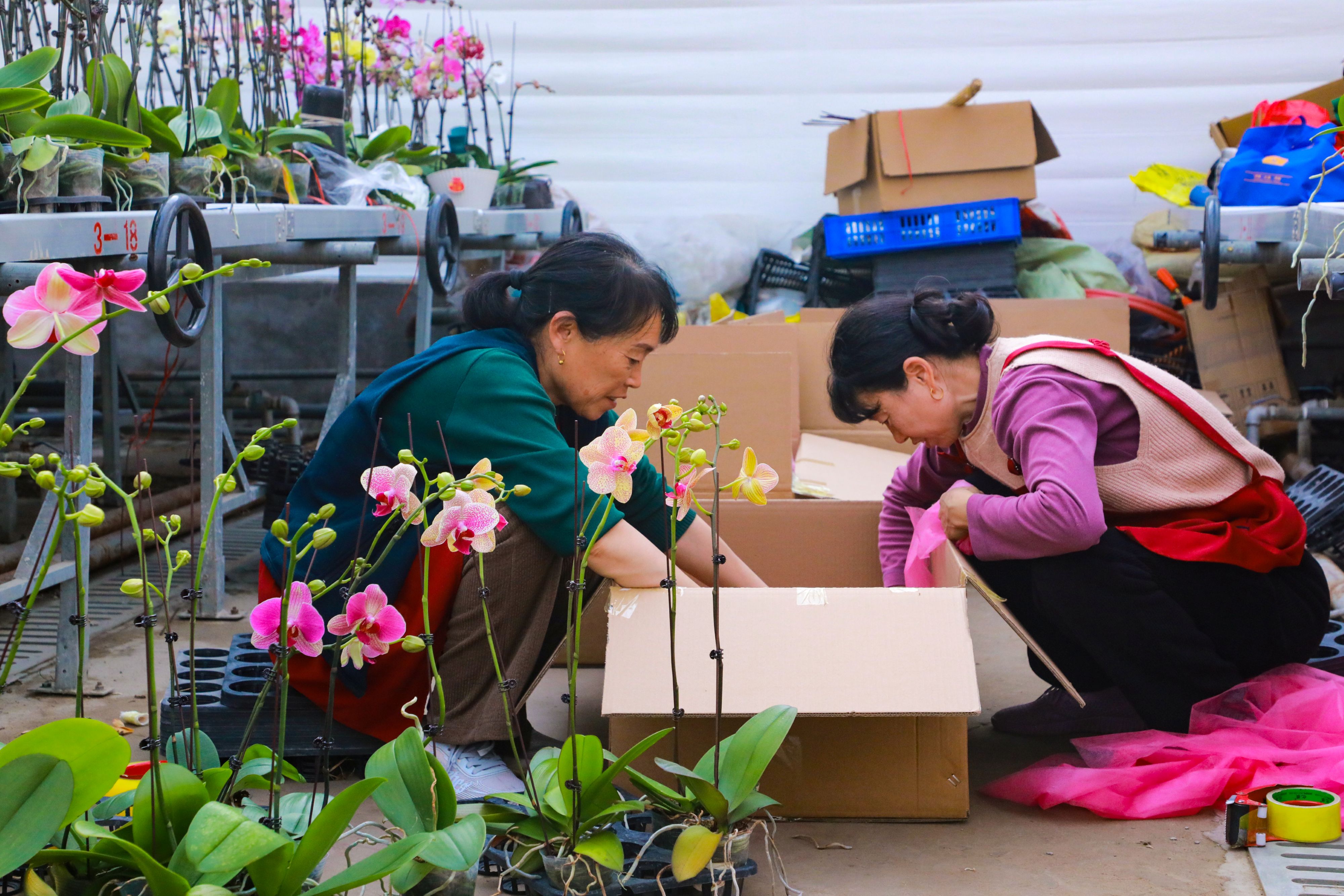 20260109 “美丽经济”撬动节前火热消费 蝴蝶兰添彩新春 (1).JPG